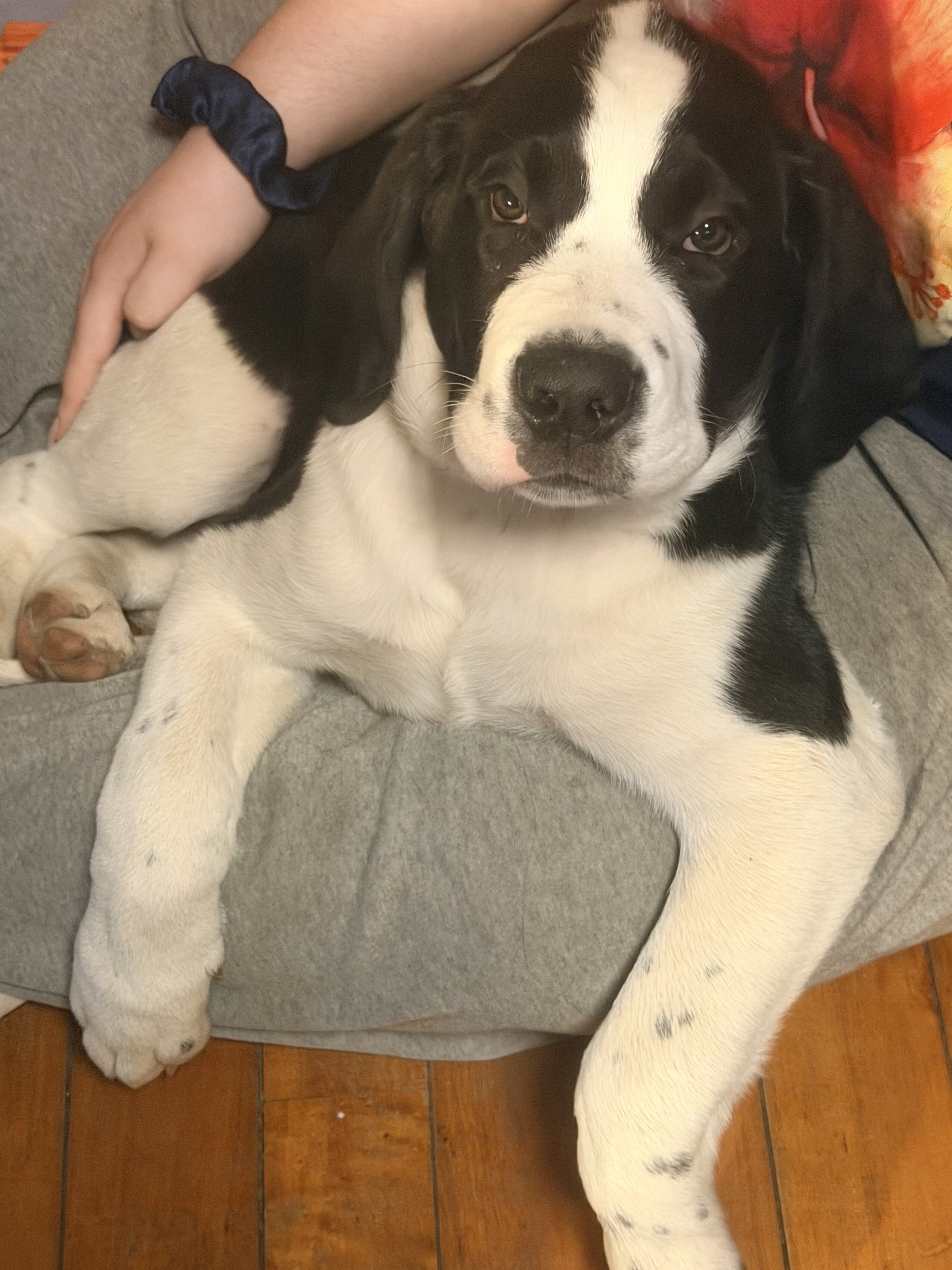 St. Bernard mixed puppies image 9
