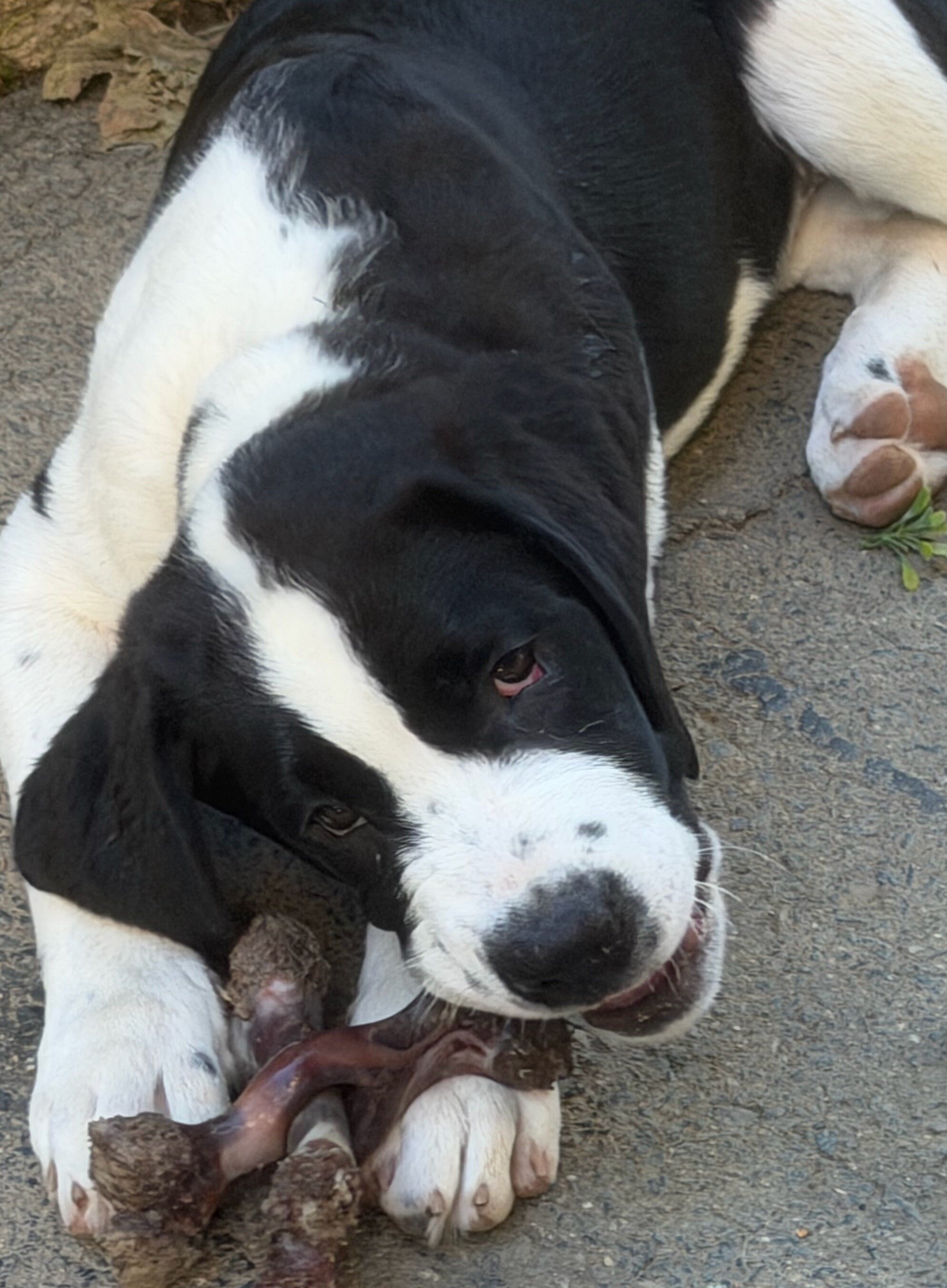 St. Bernard mixed puppies image 5