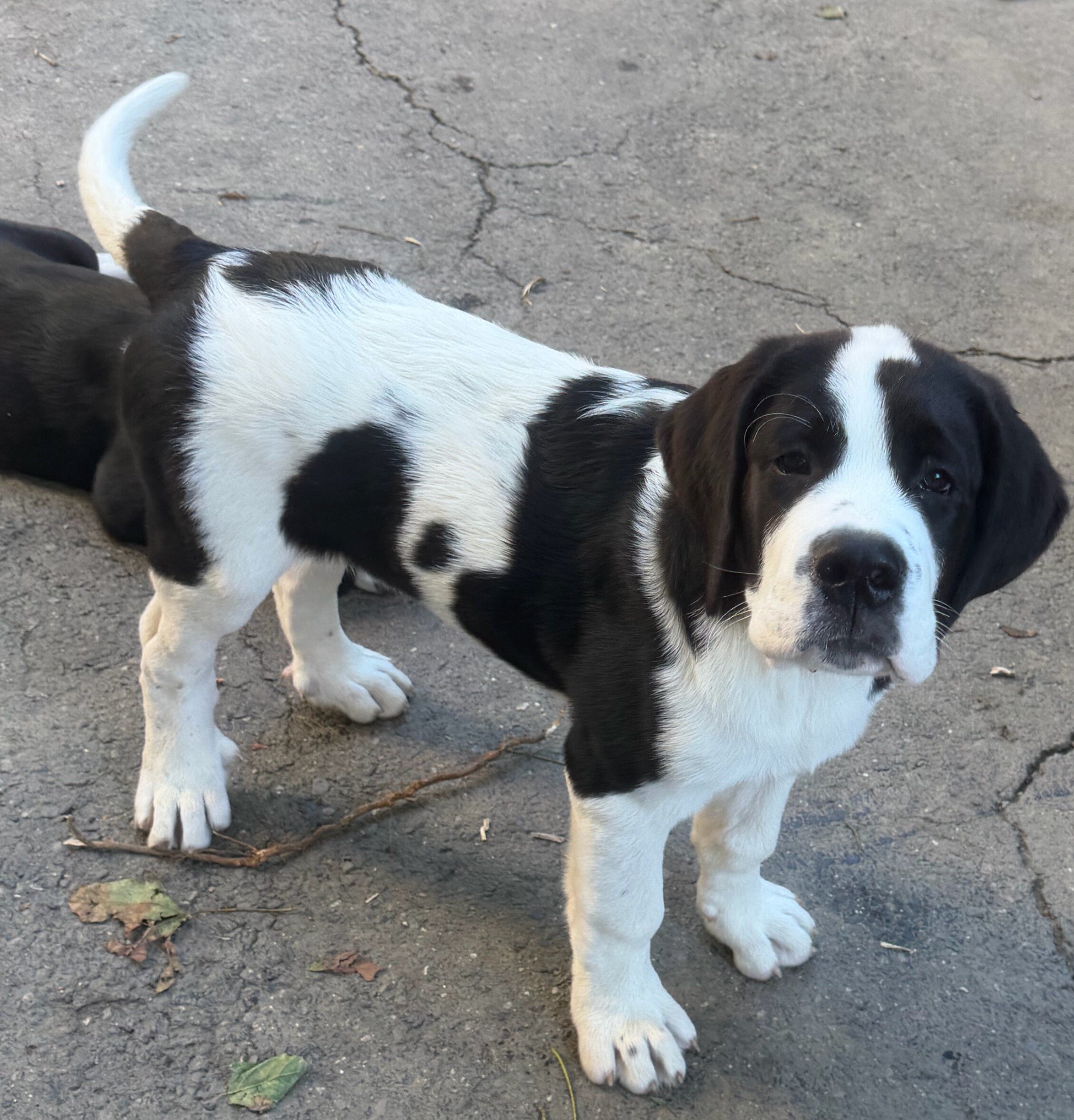 St. Bernard mixed puppies image 1
