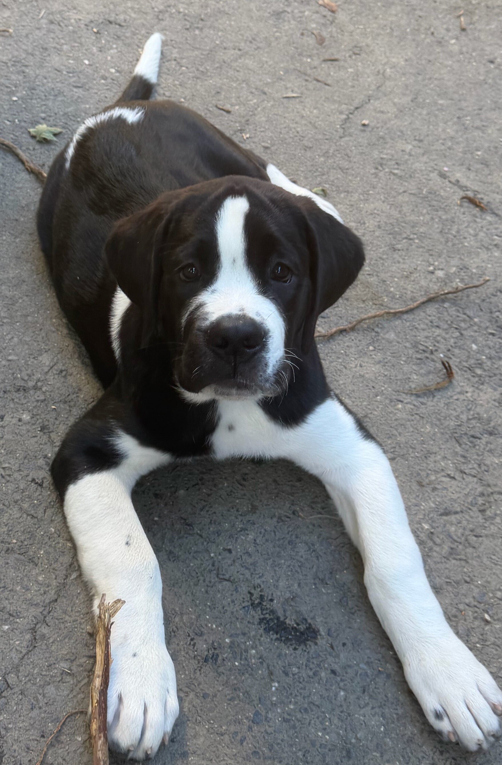 St. Bernard mixed puppies image 7