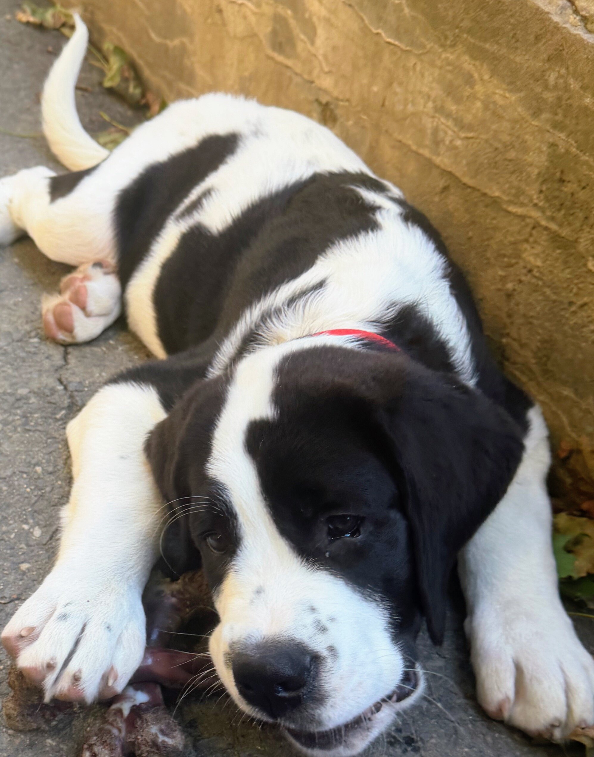 St. Bernard mixed puppies image 10