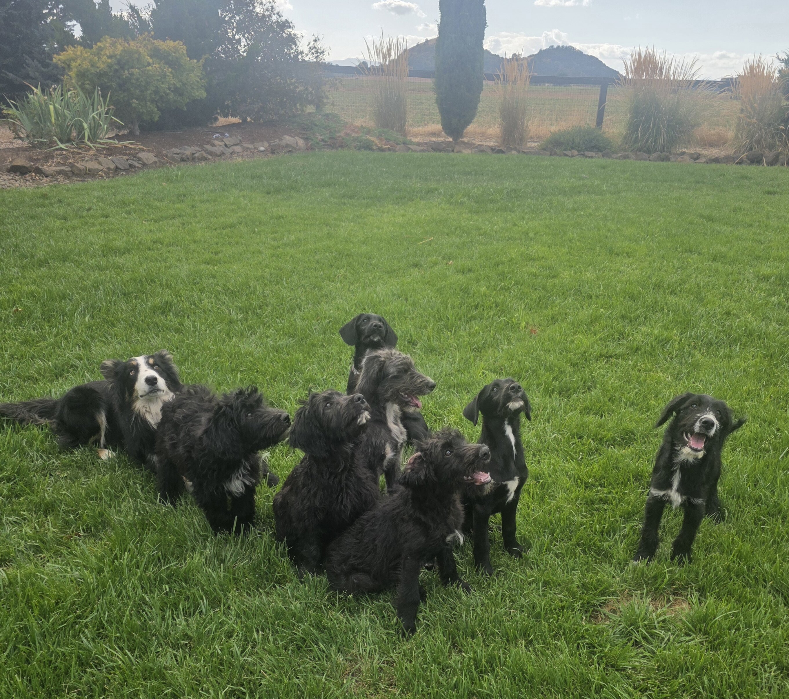 Borderdoodle pups image 1