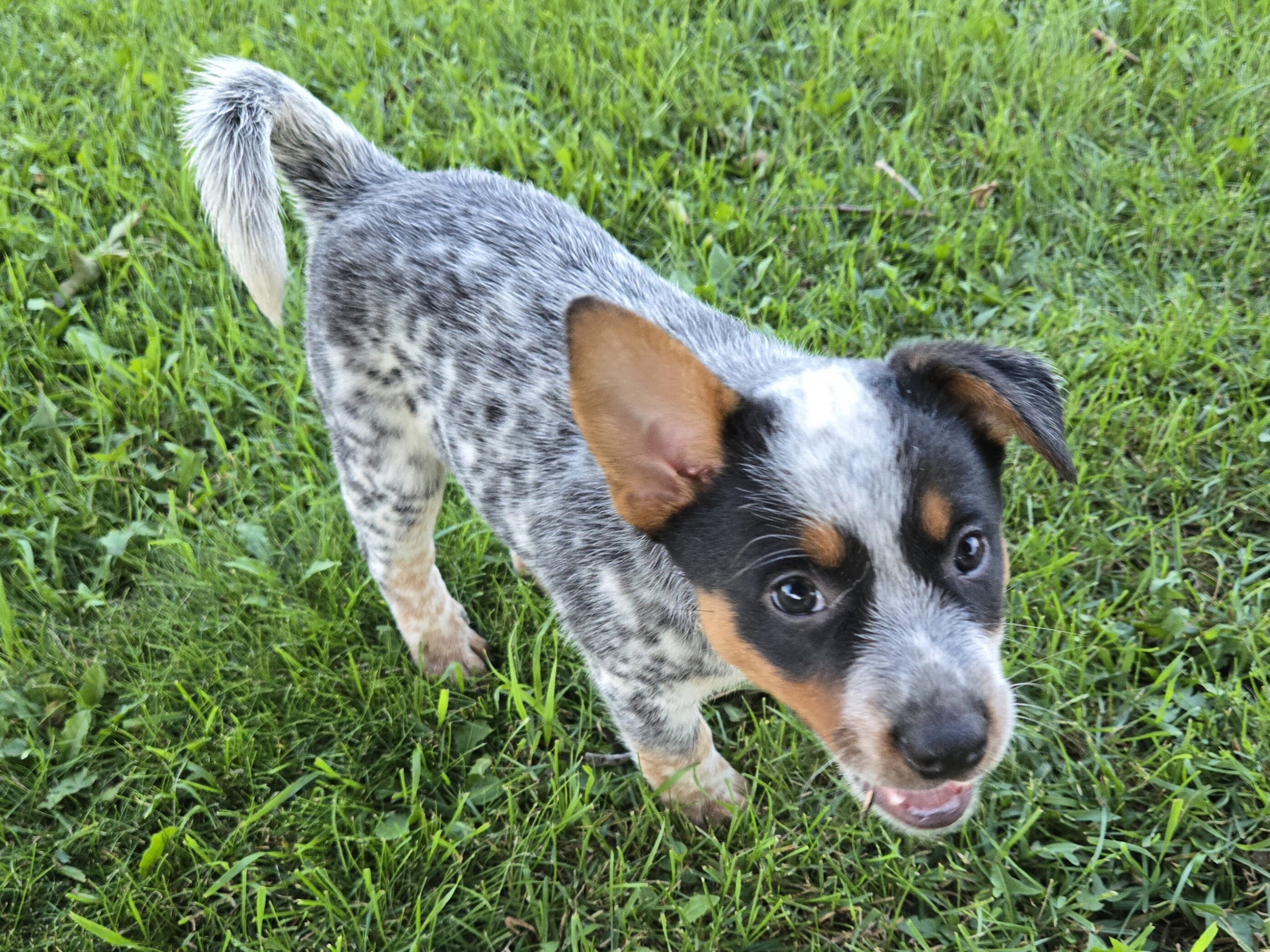 Australian Cattle puppies image 3