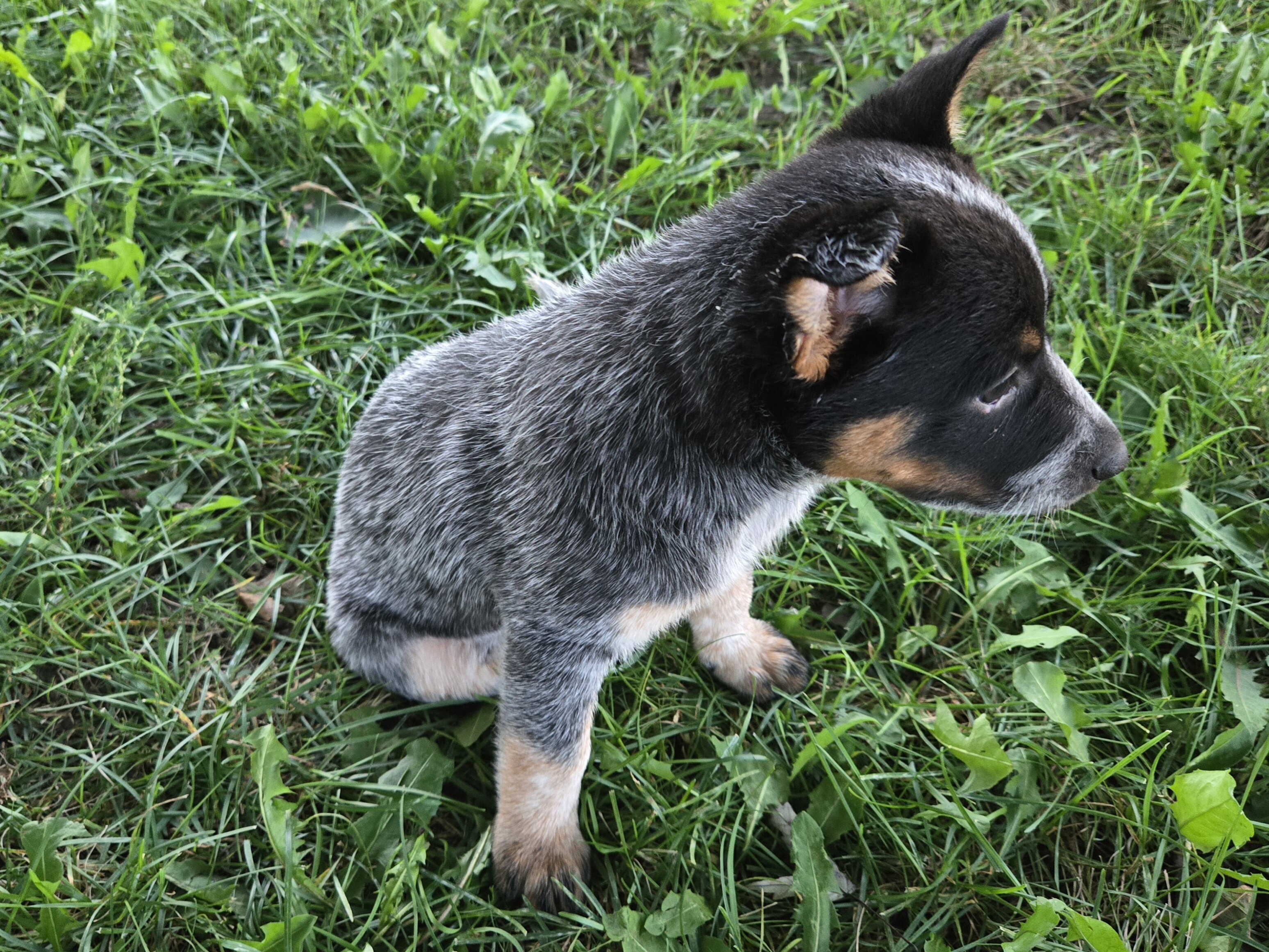 Australian Cattle puppies image 1