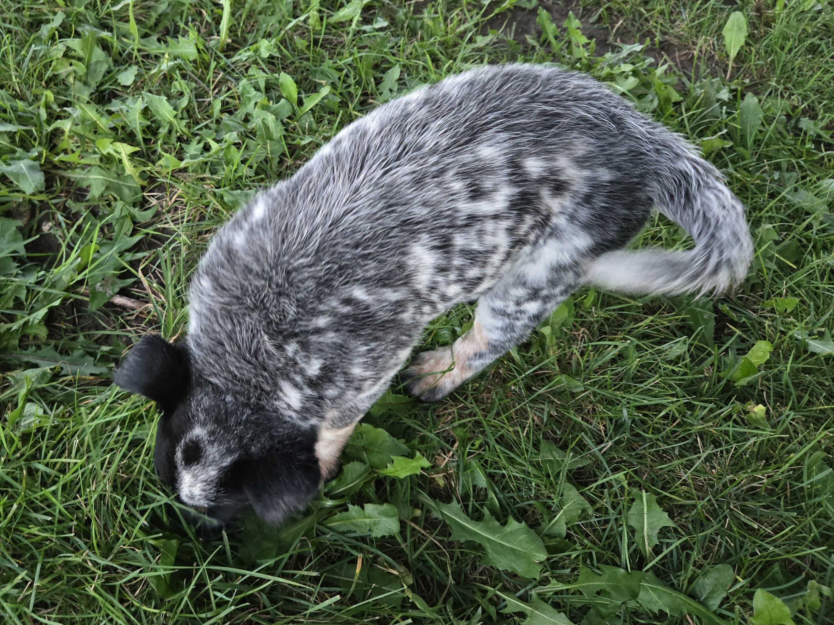 Australian Cattle puppies image 2