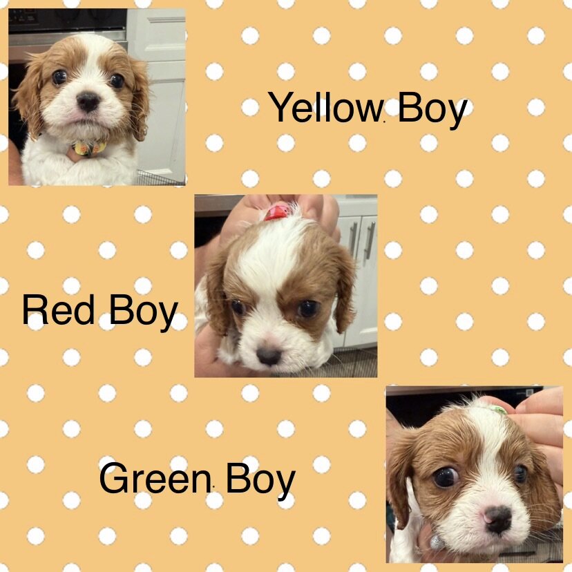 Cavalier King Charles image 1