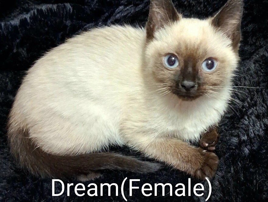 Dream, Female Sealpoint Siamese image 3