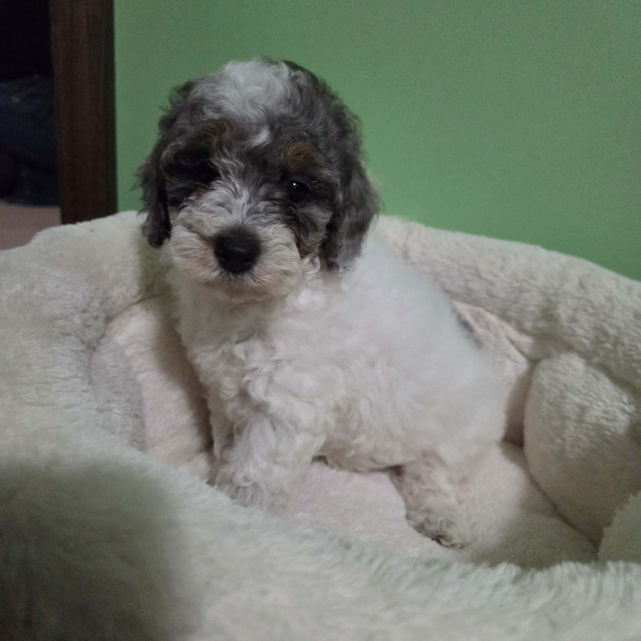 Toy Poodle Puppies image 1