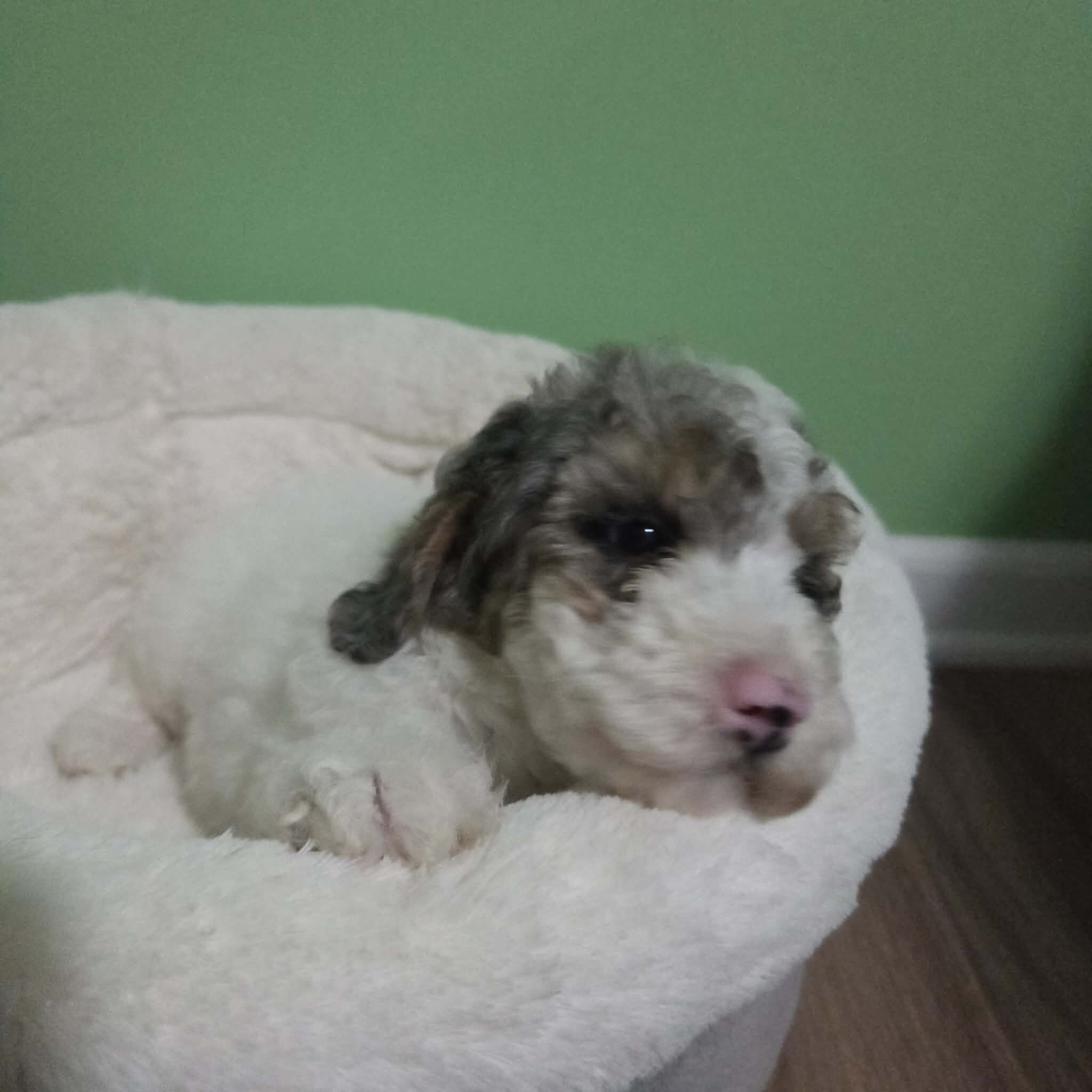 Toy Poodle Puppies image 4