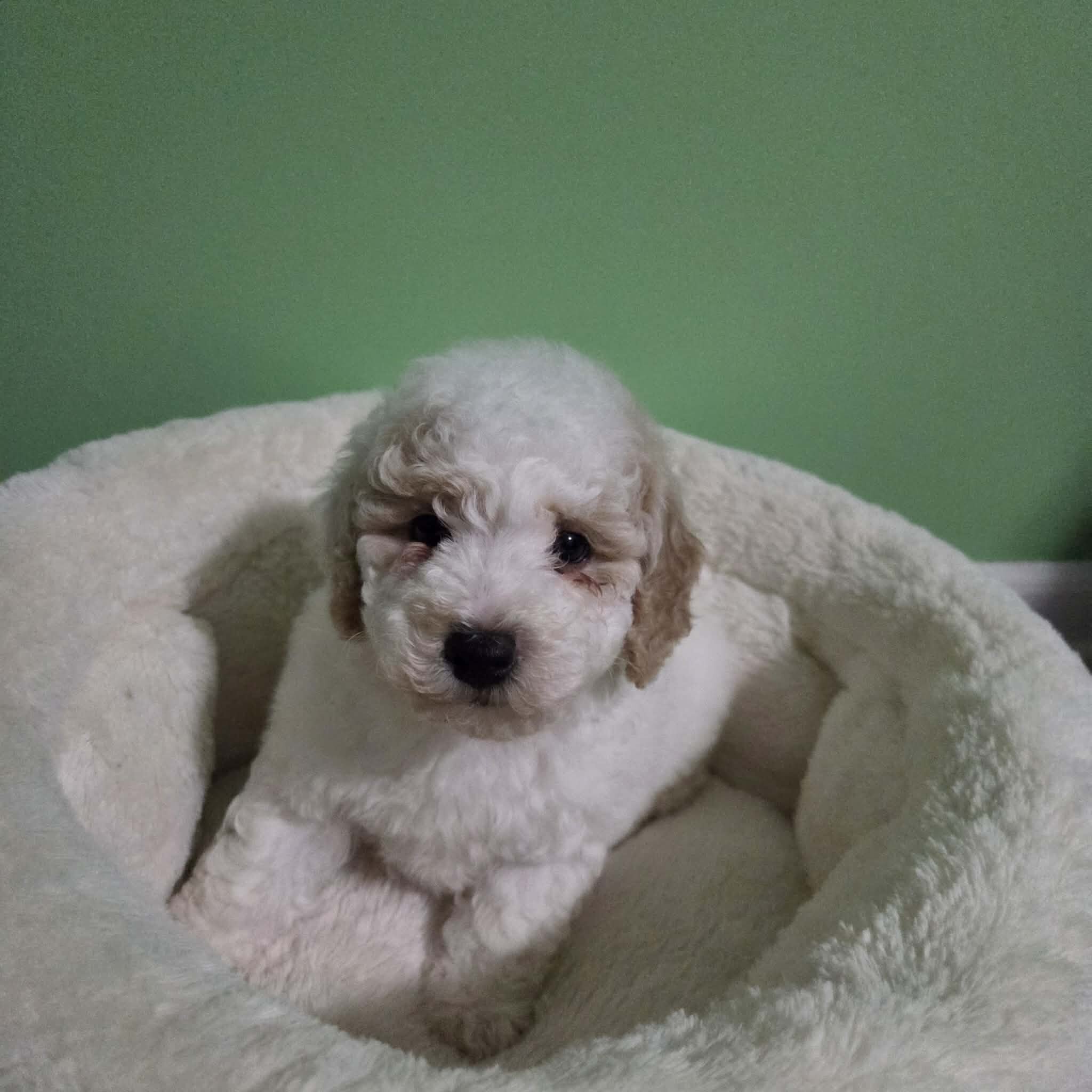 Toy Poodle Puppies image 3