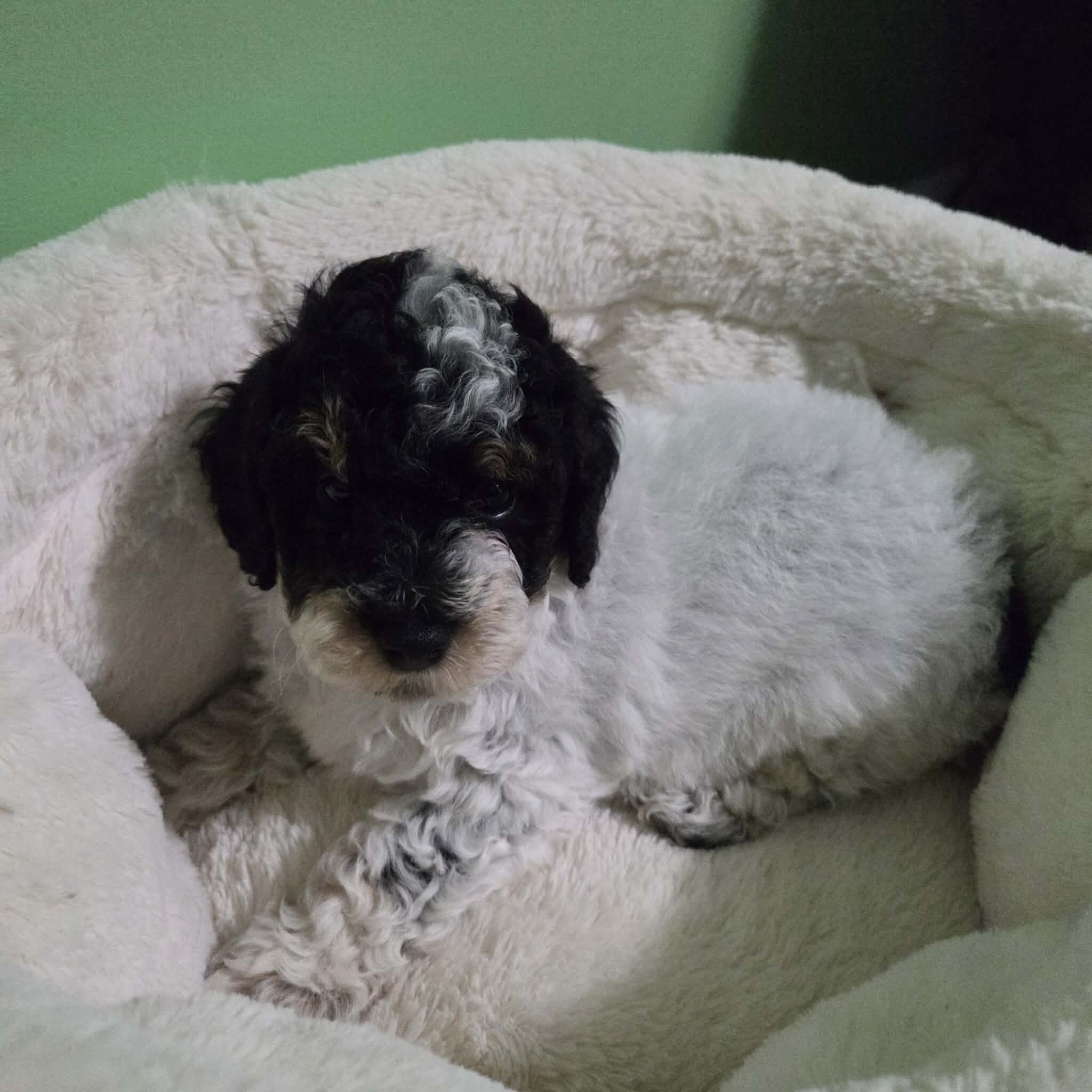 Toy Poodle Puppies image 2
