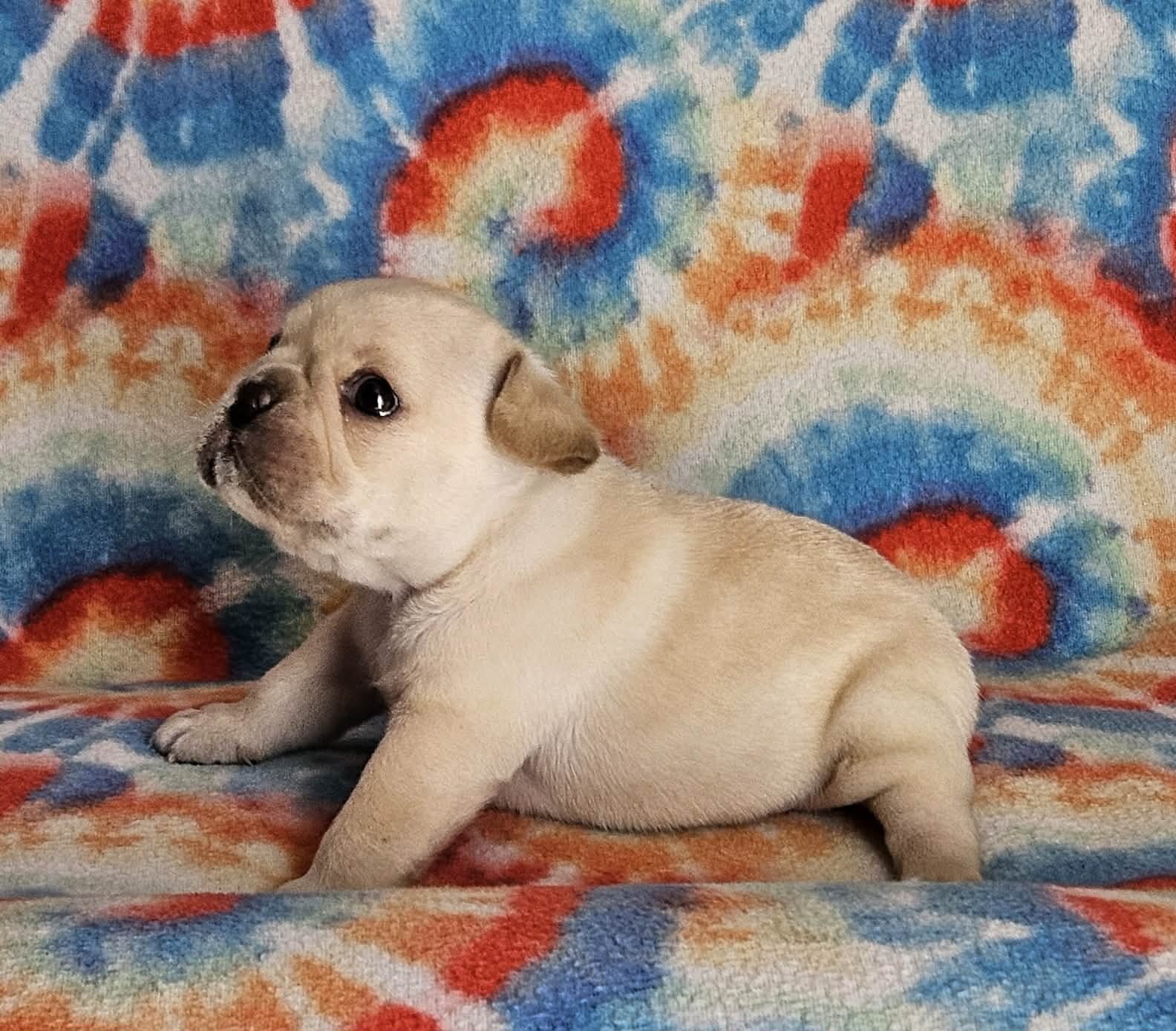 AKC French Bulldogs image 9