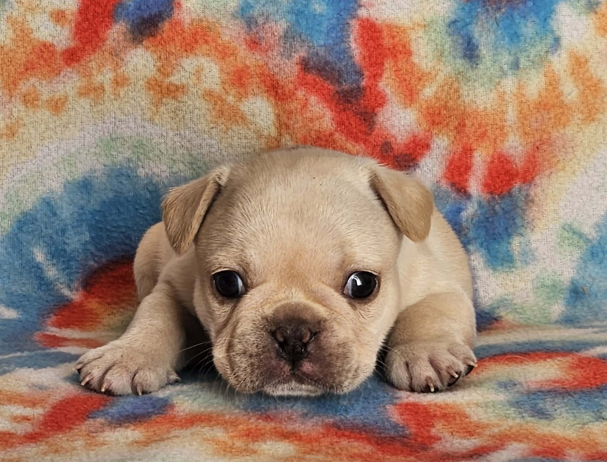 AKC French Bulldogs image 10