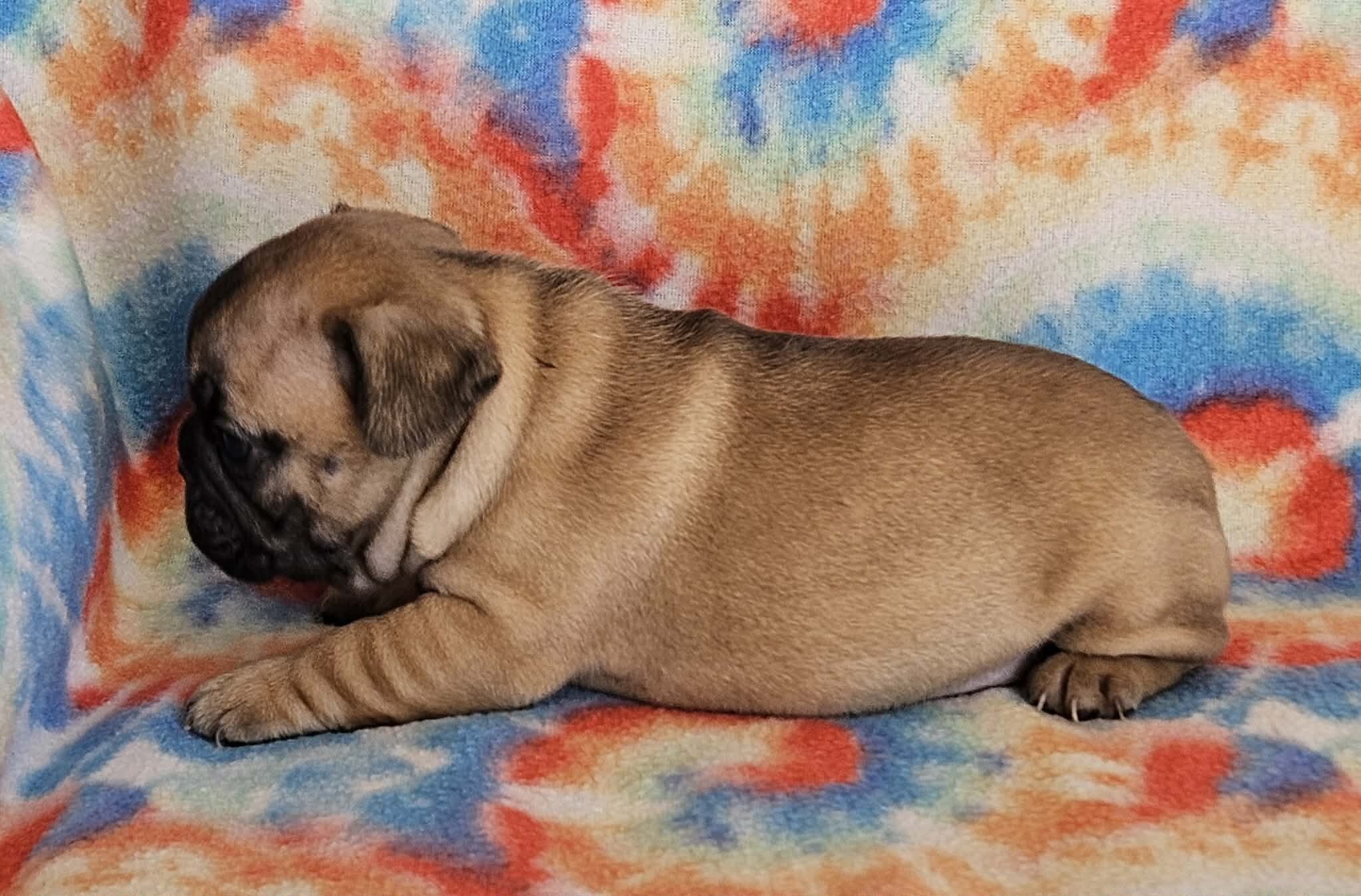 AKC French Bulldogs image 5