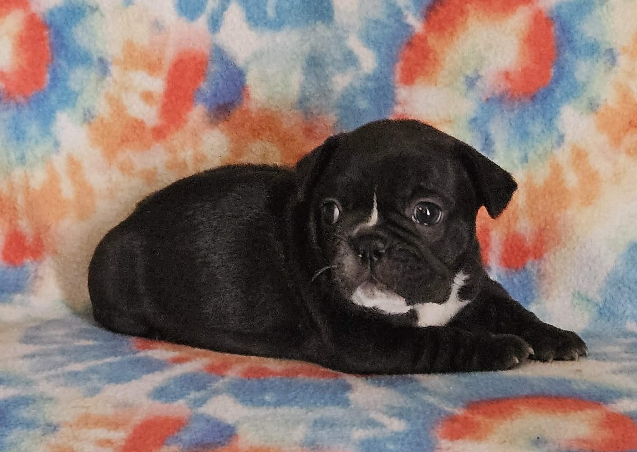 AKC French Bulldogs image 1