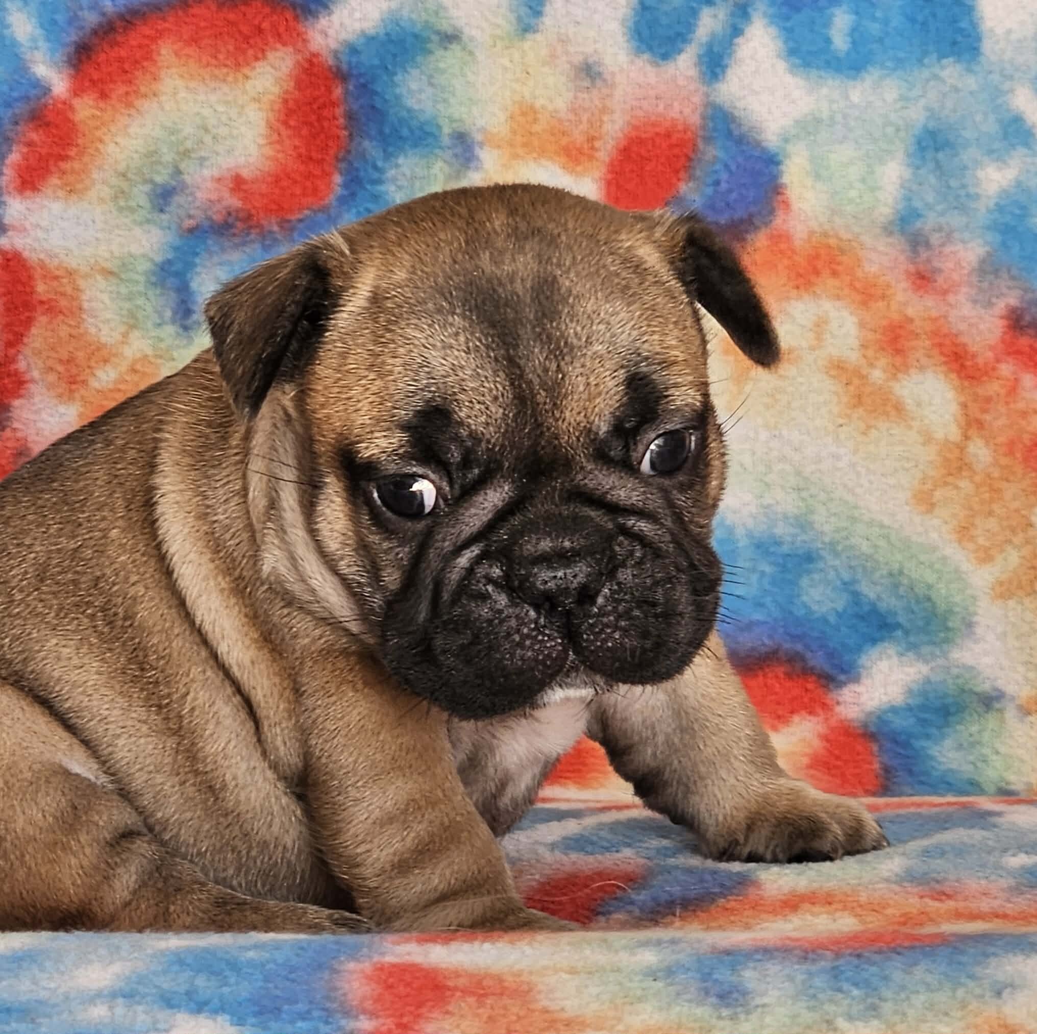 AKC French Bulldogs image 7