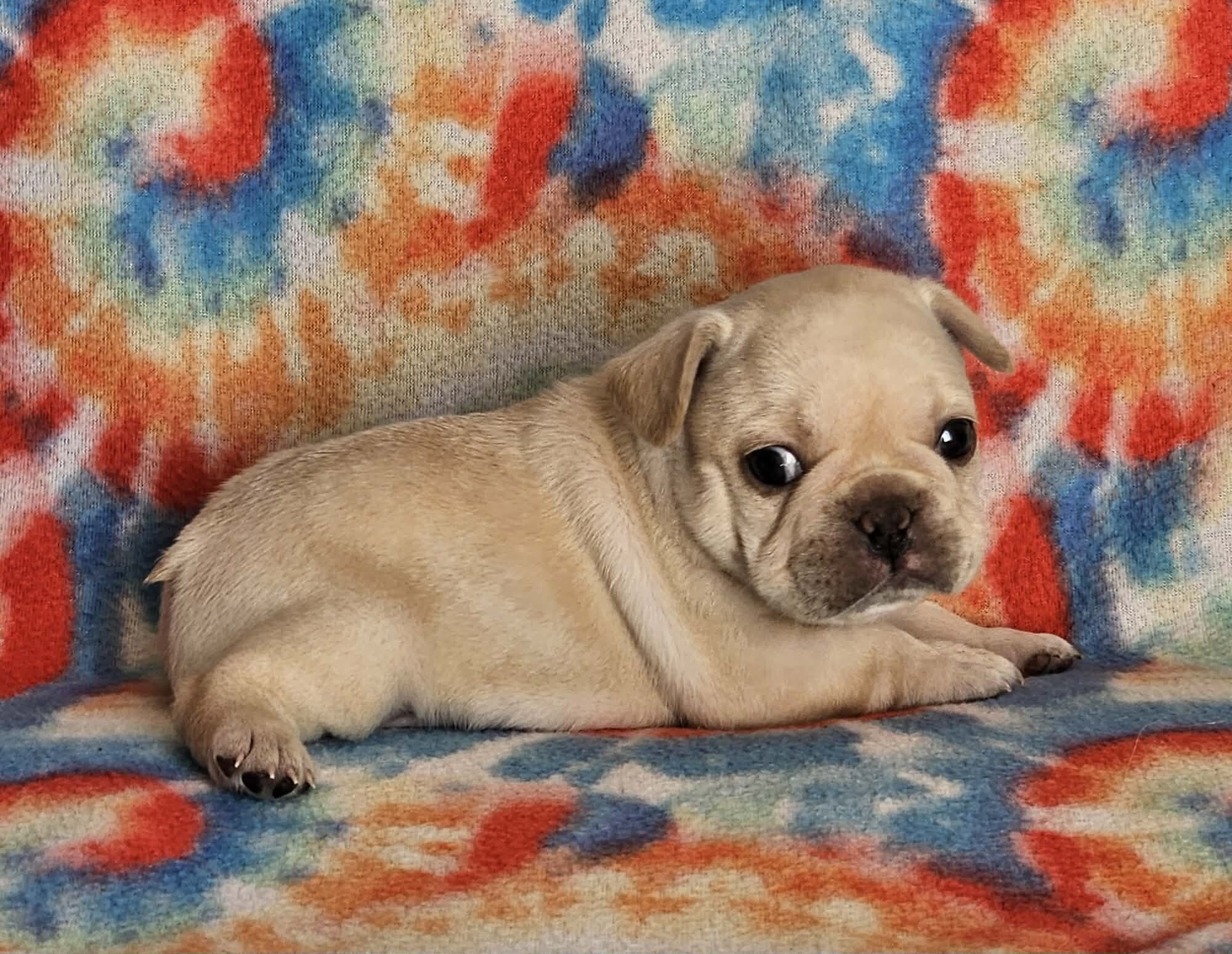 AKC French Bulldogs image 8