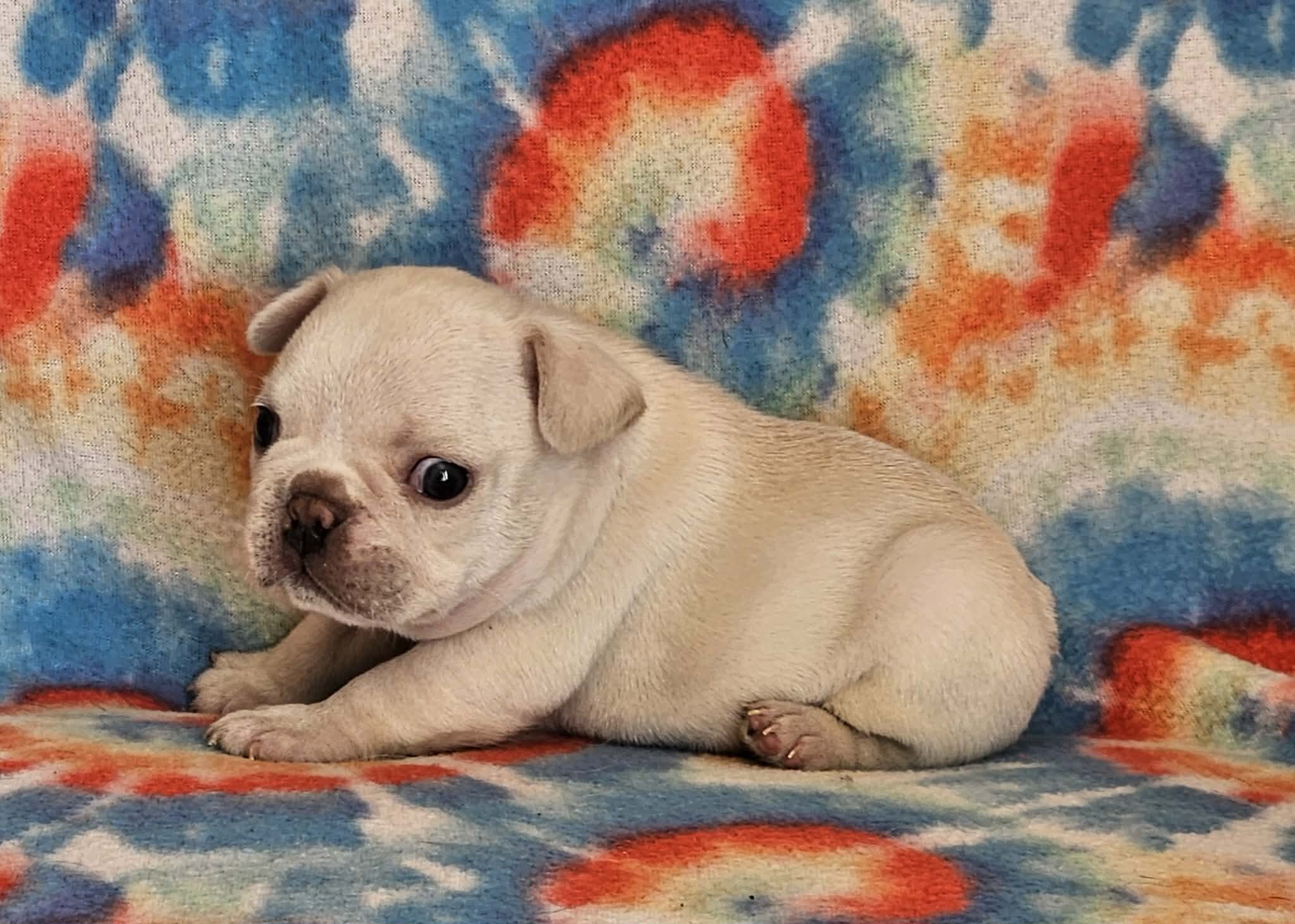 AKC French Bulldogs image 3