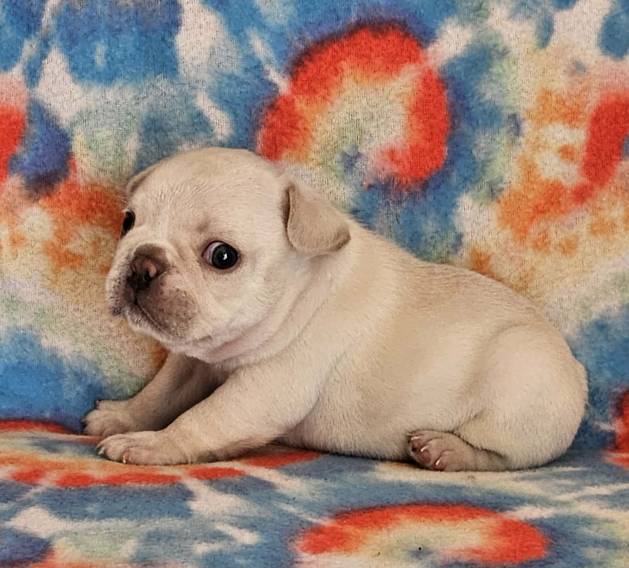 AKC French Bulldogs image 4