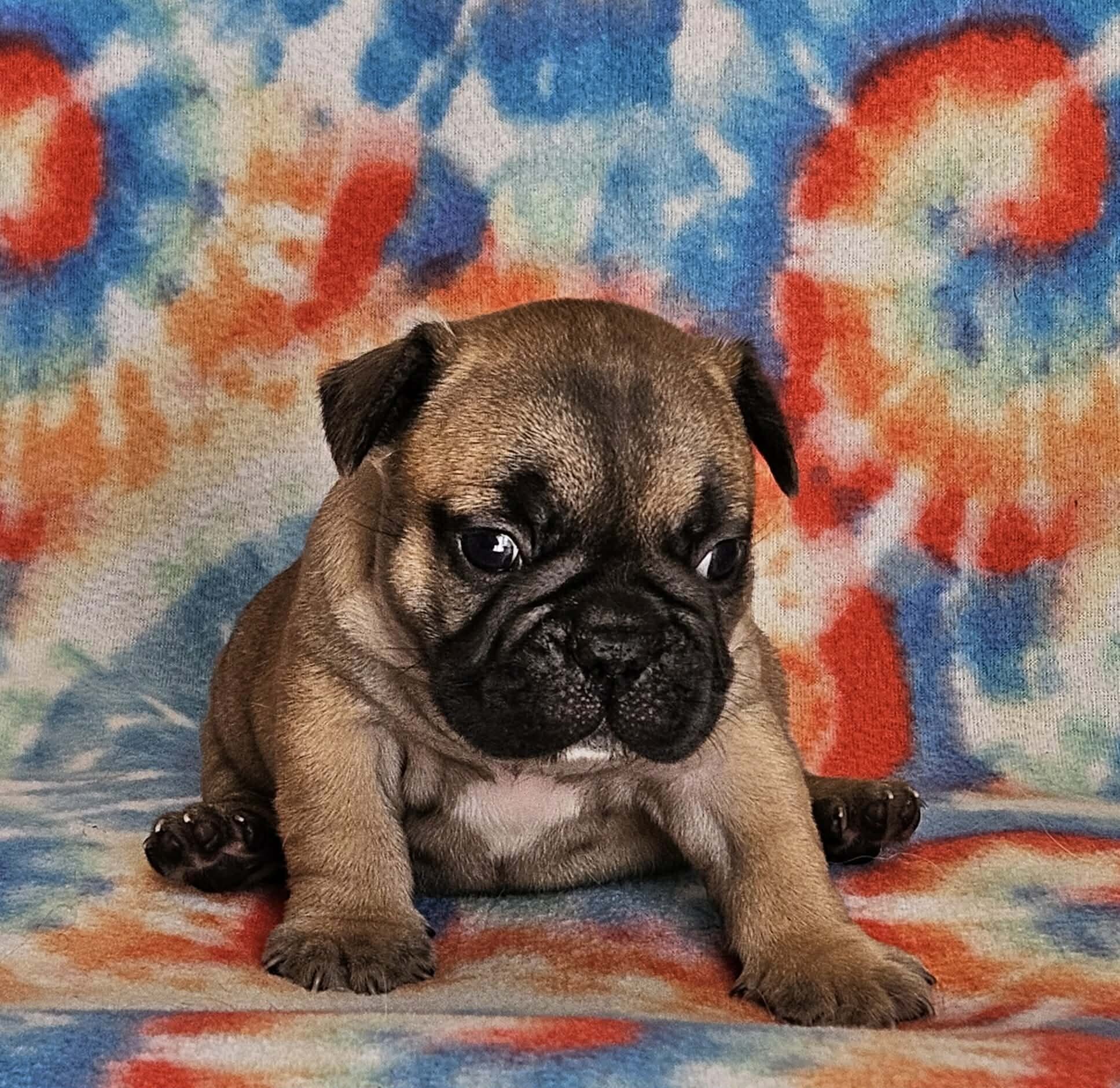 AKC French Bulldogs image 6