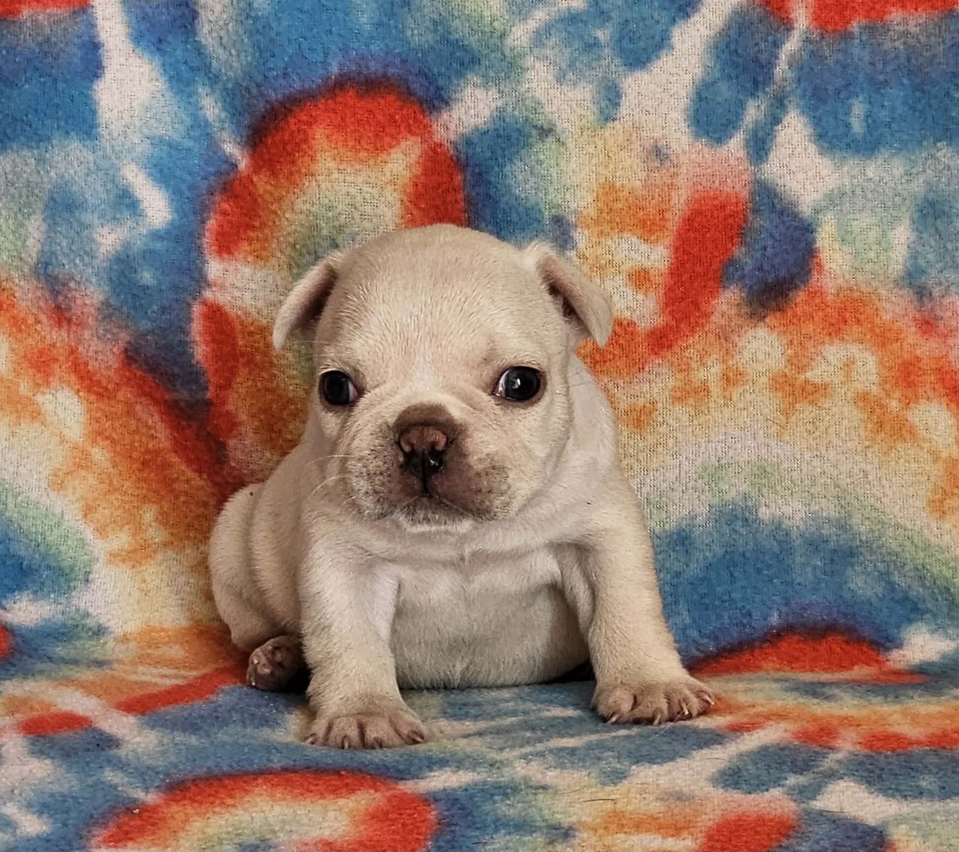 AKC French Bulldogs image 2