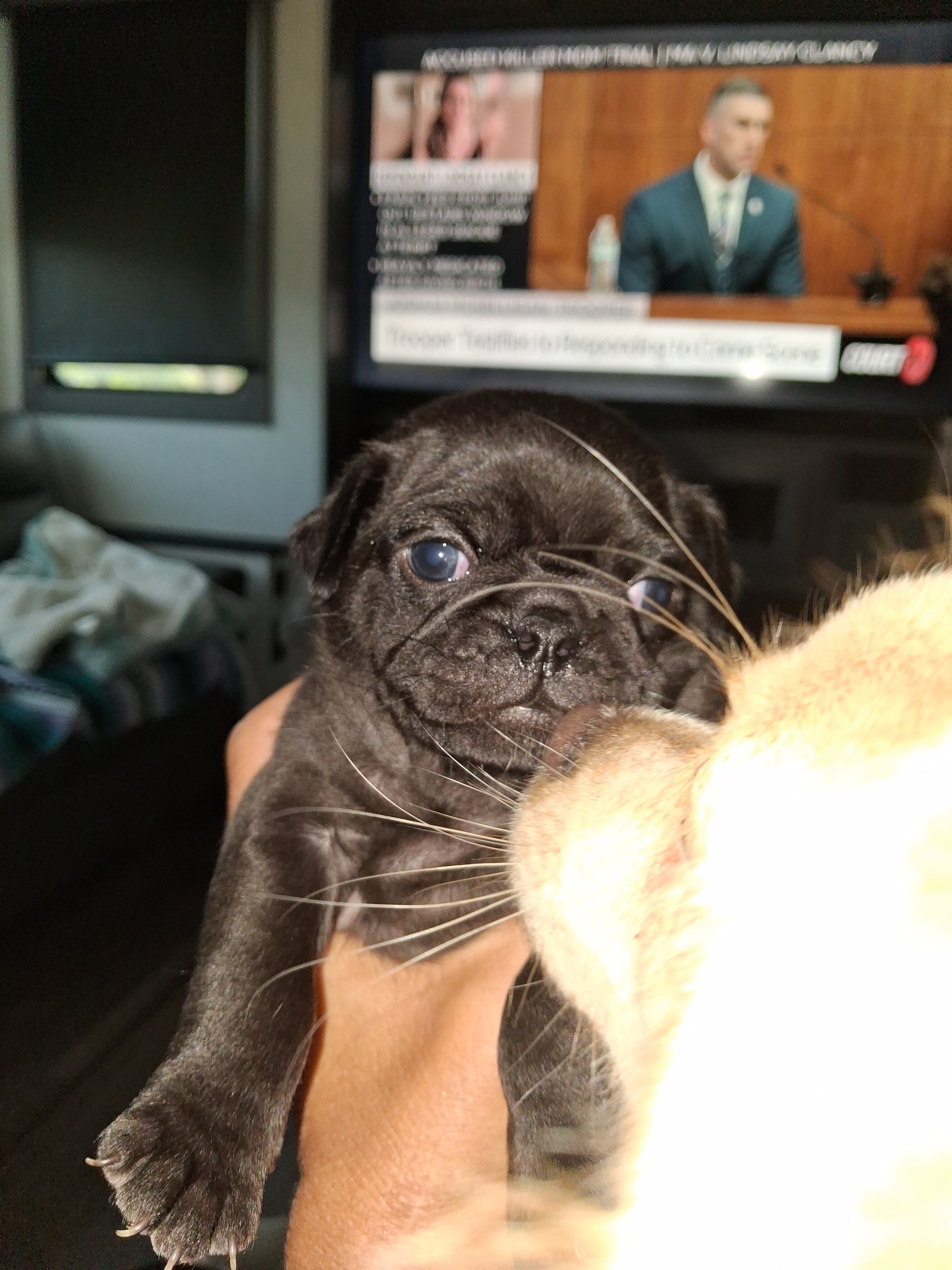 Pure breed pug puppies image 1