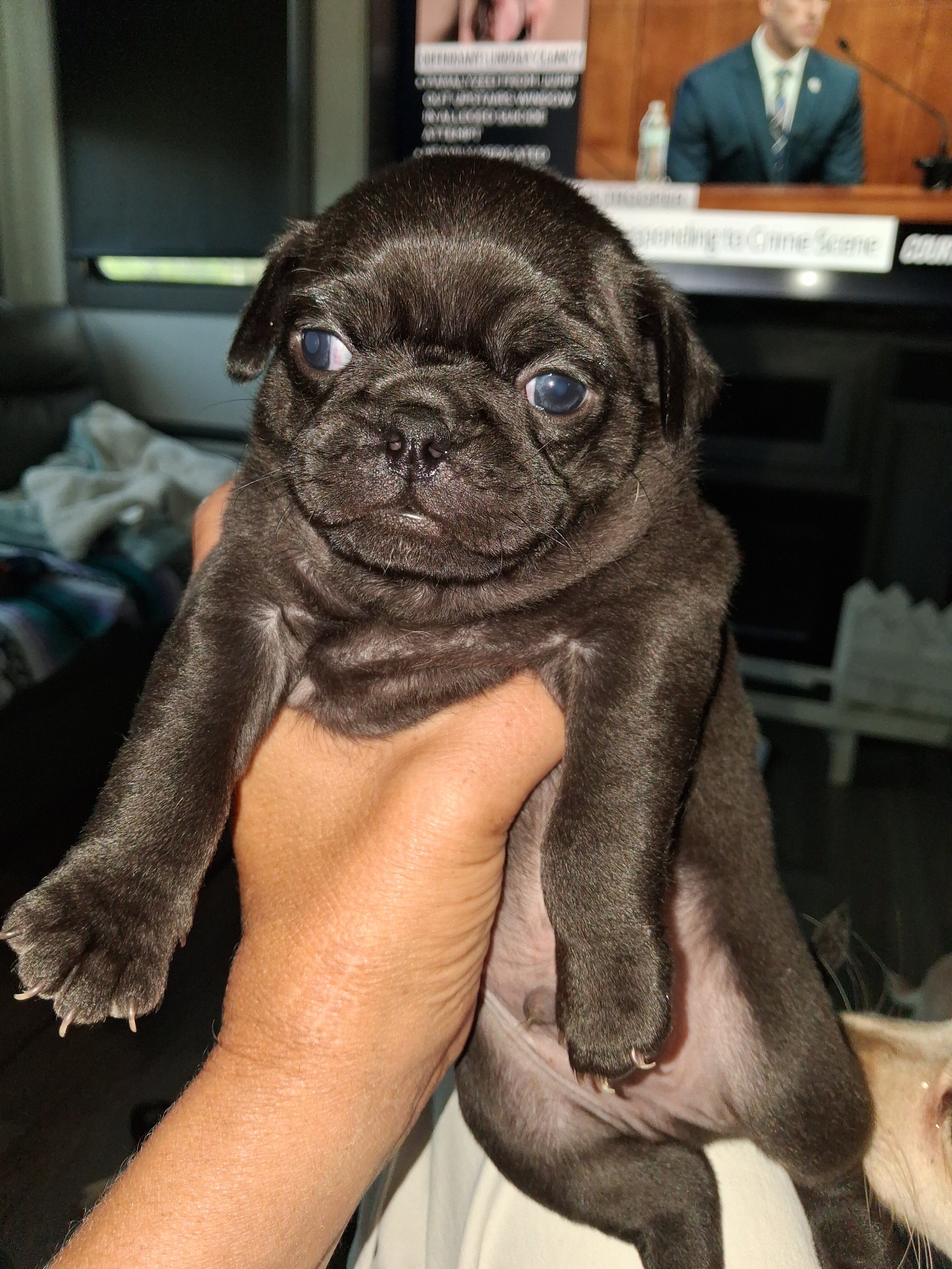 Pure breed pug puppies image 2