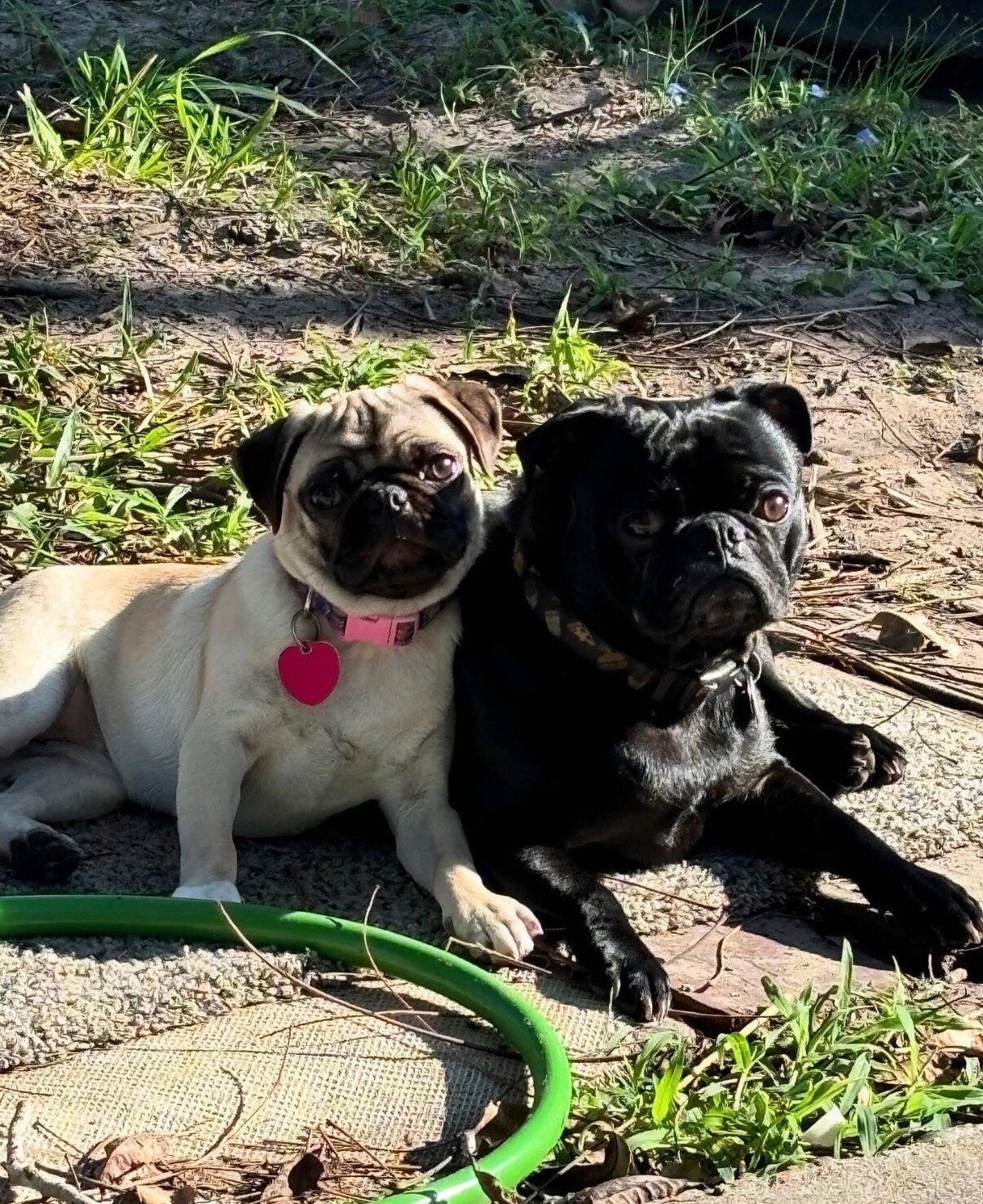 Pure breed pug puppies image 3