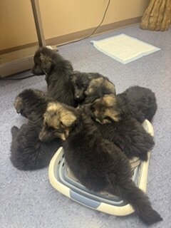 German Shepherd puppies image 5
