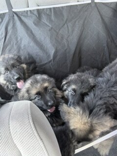German Shepherd puppies image 4
