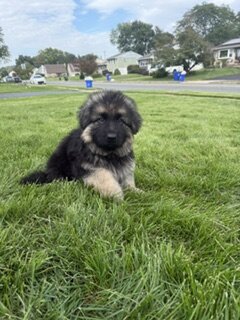 German Shepherd puppies image 1