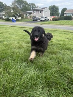 German Shepherd puppies image 3