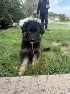 German Shepherd puppies image 2