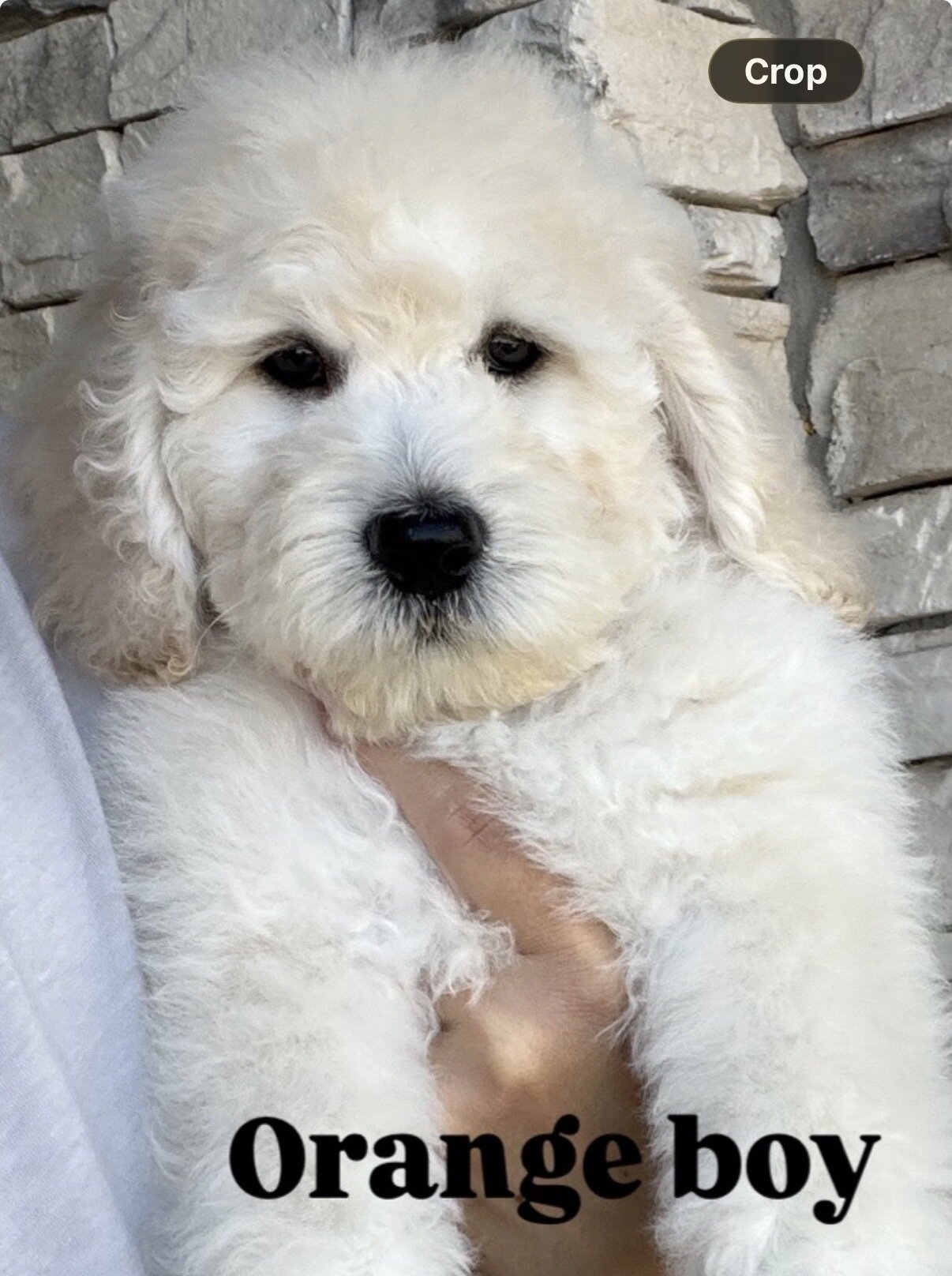 Price Reduced • Goldendoodle Puppies • Ready Now image 2