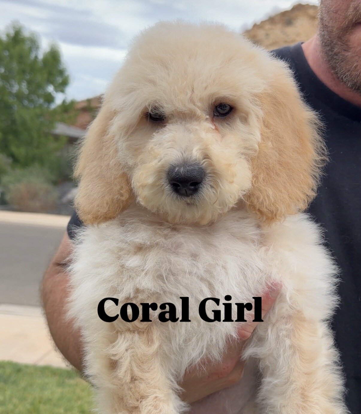 Price Reduced • Goldendoodle Puppies • Ready Now image 1