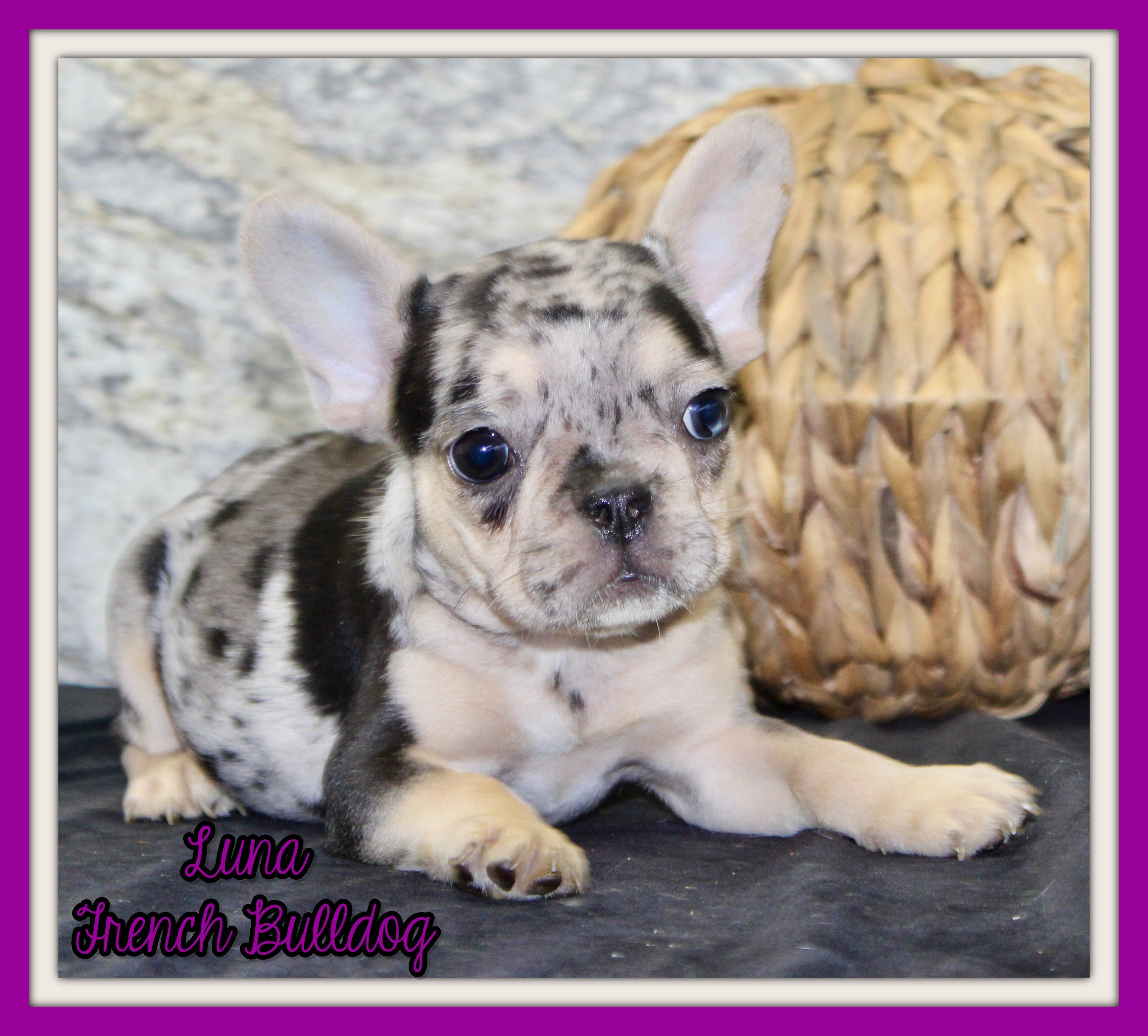 Luna Female French Bulldog image 1