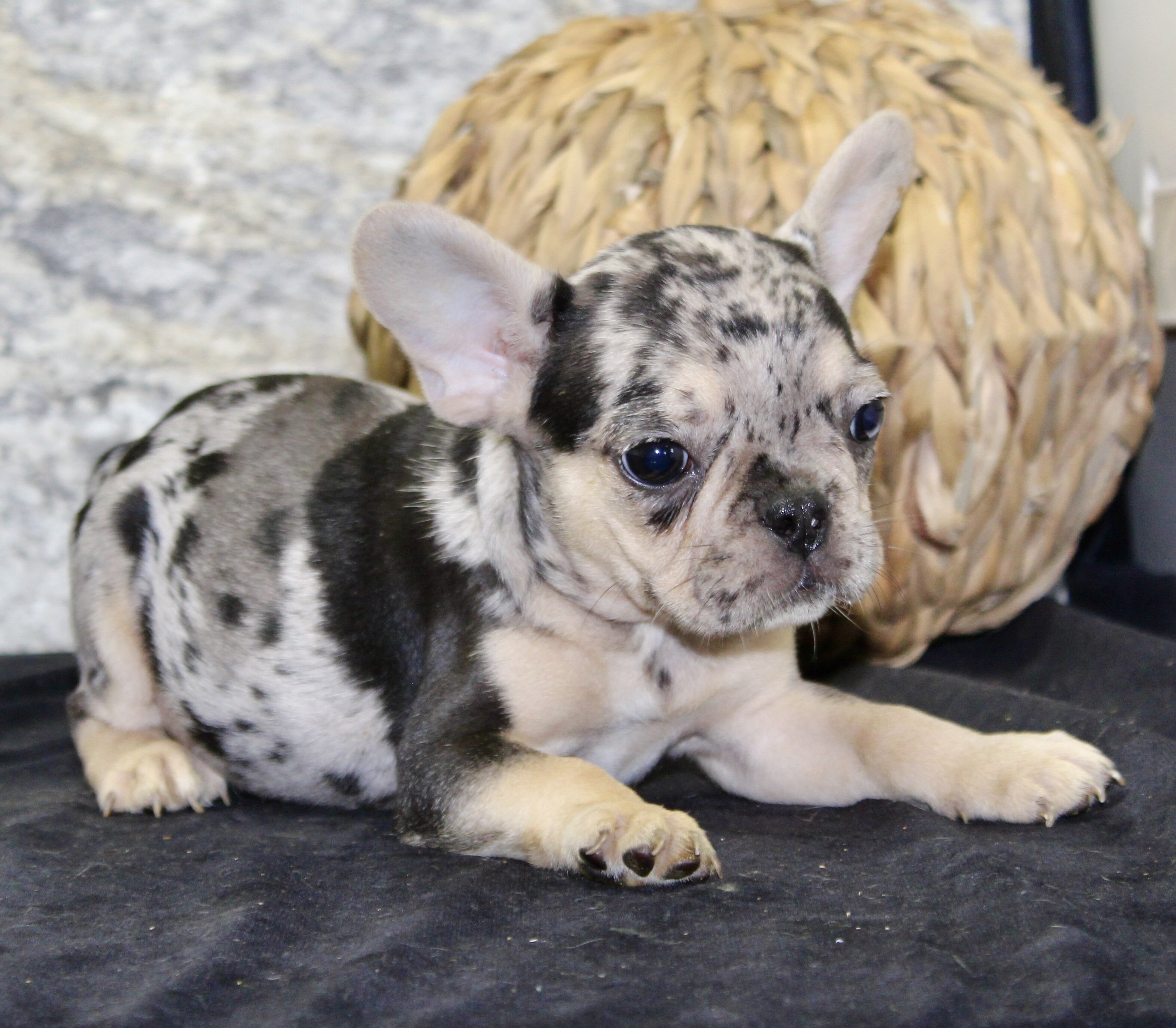 Luna Female French Bulldog image 2