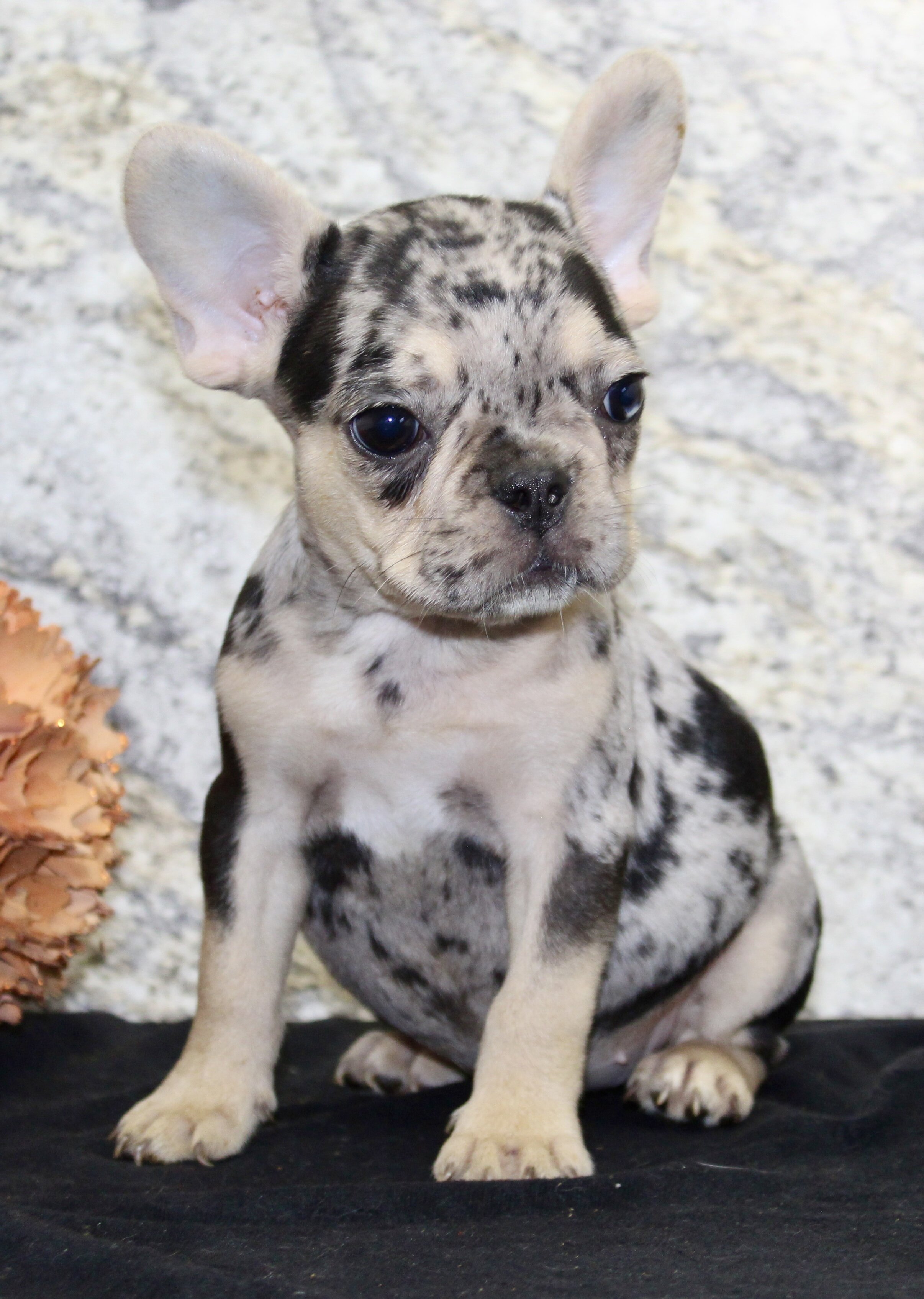 Luna Female French Bulldog image 7