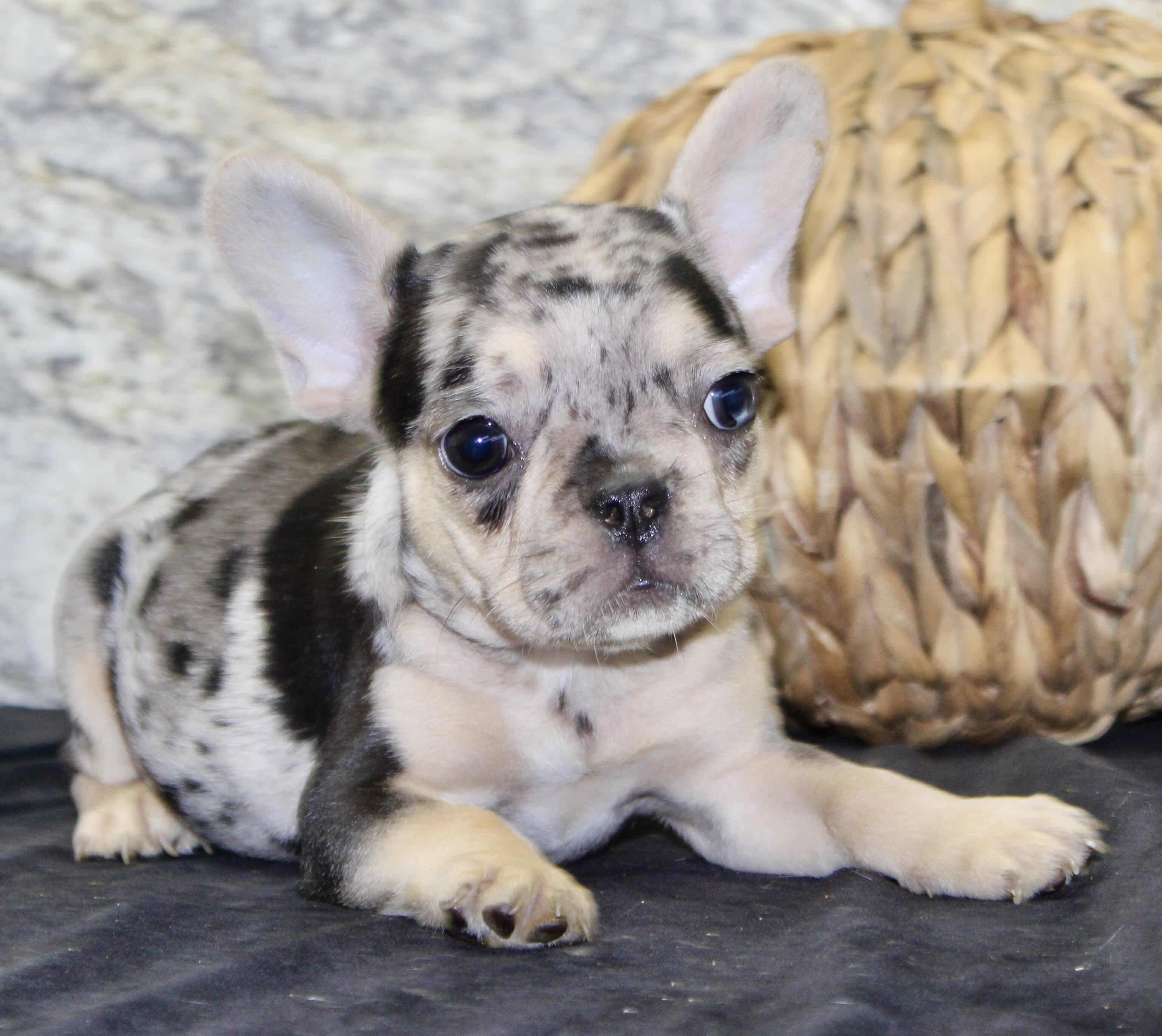Luna Female French Bulldog image 4