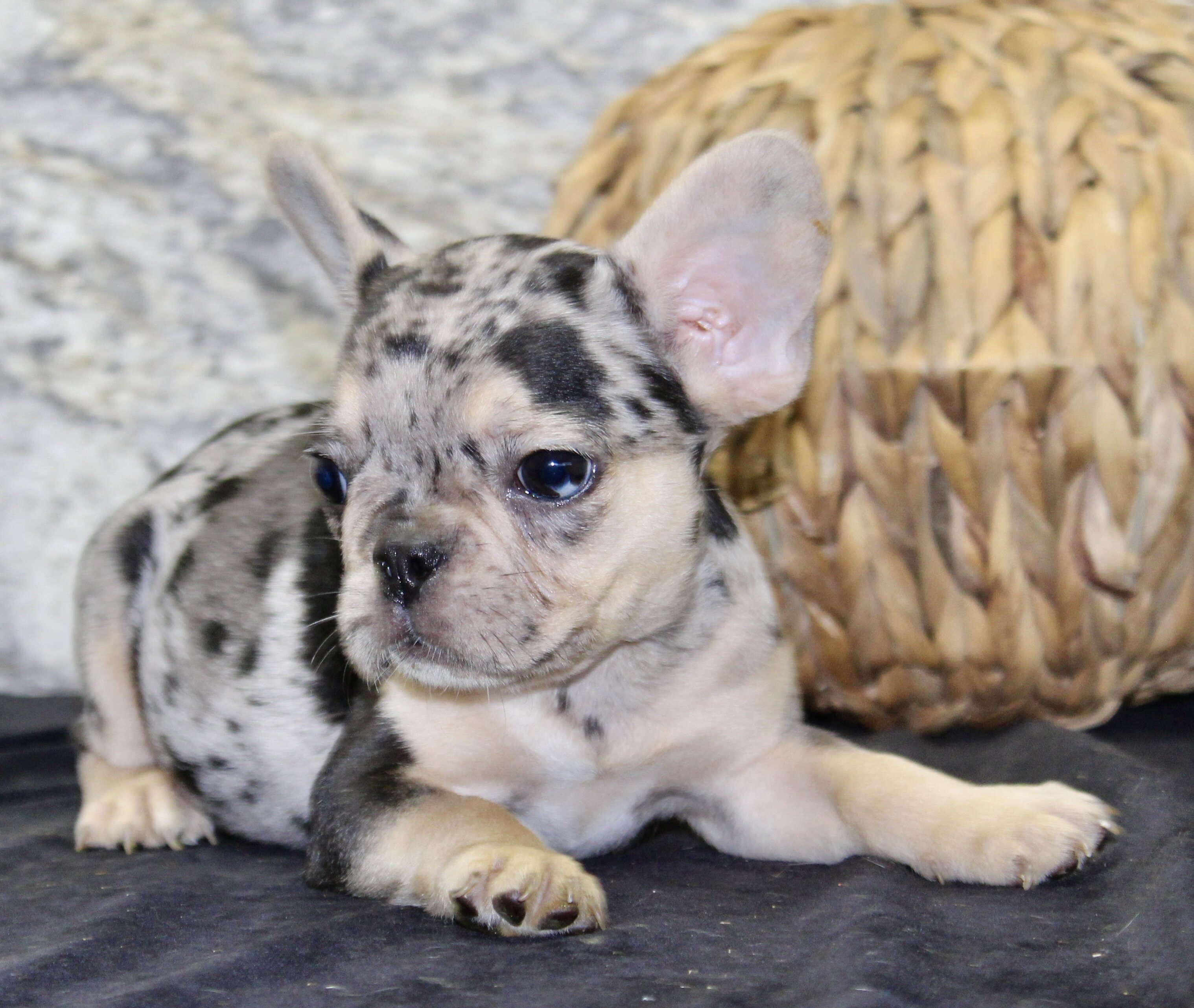 Luna Female French Bulldog image 3