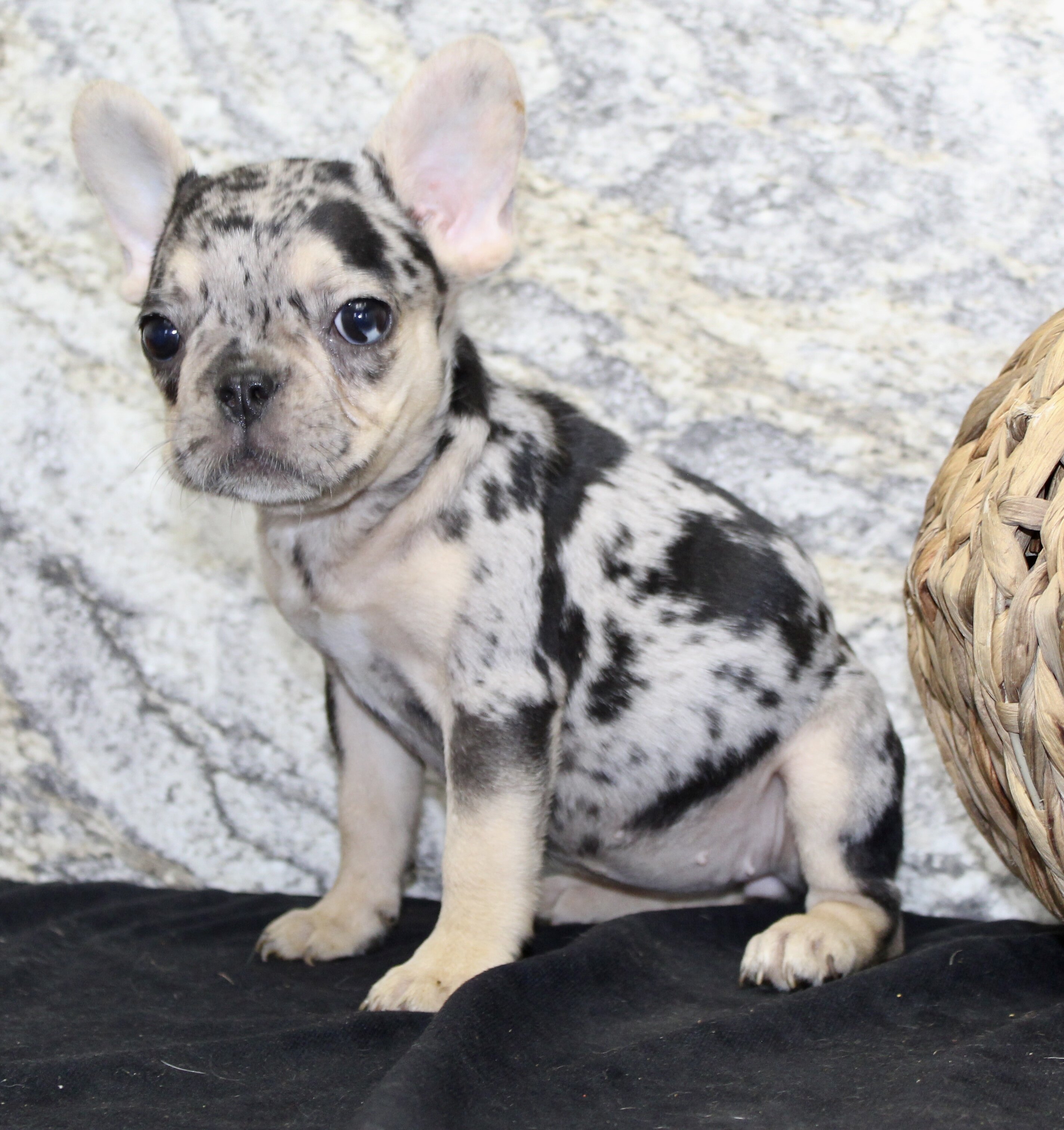 Luna Female French Bulldog image 6