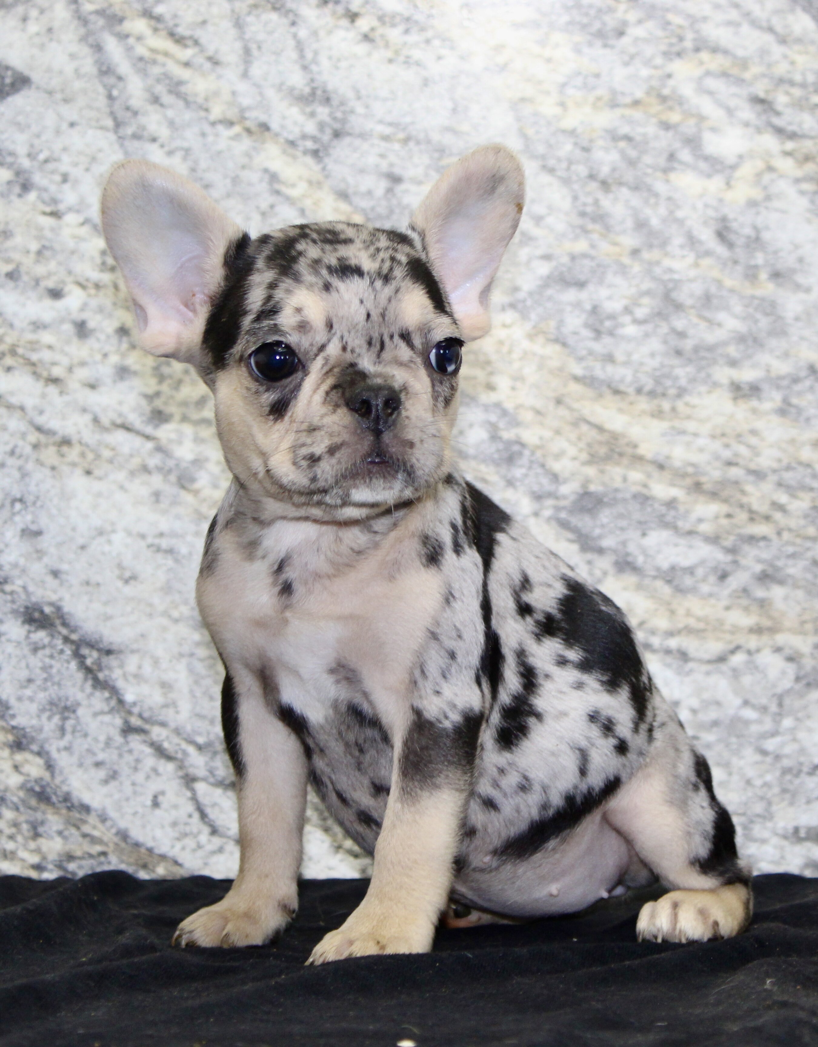 Luna Female French Bulldog image 5