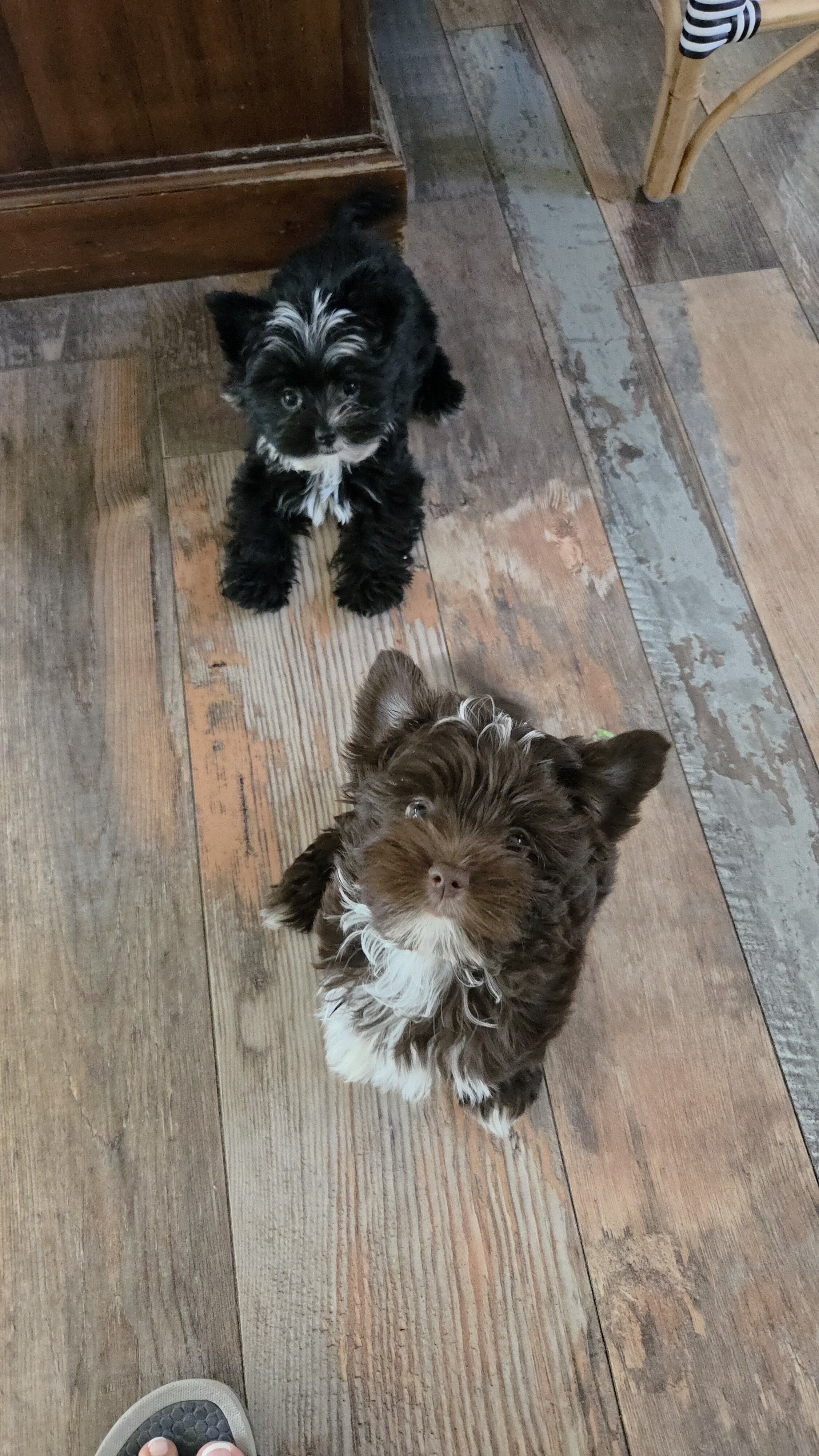 Kb black yorkie female image 2