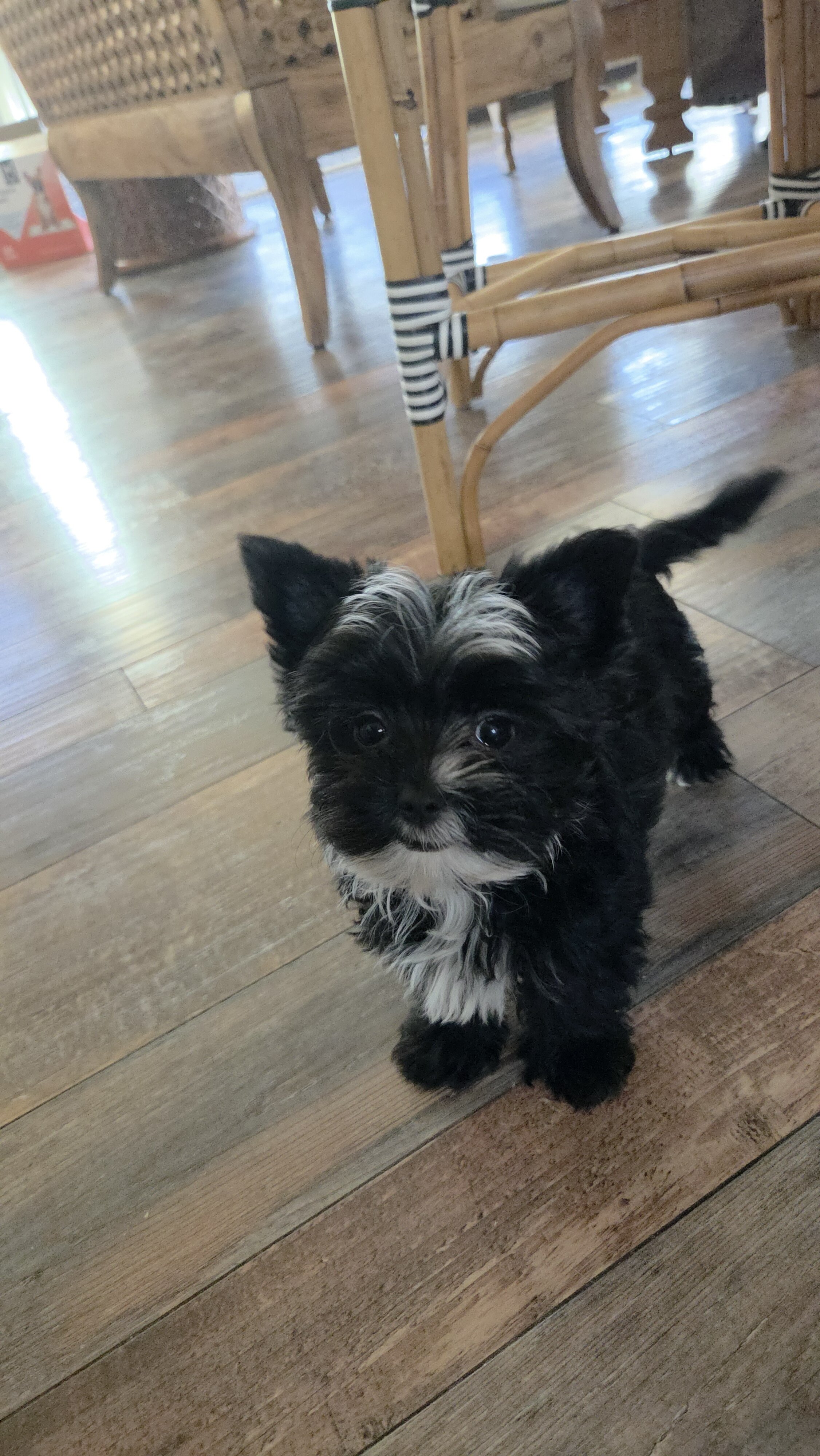 Kb black yorkie female image 1