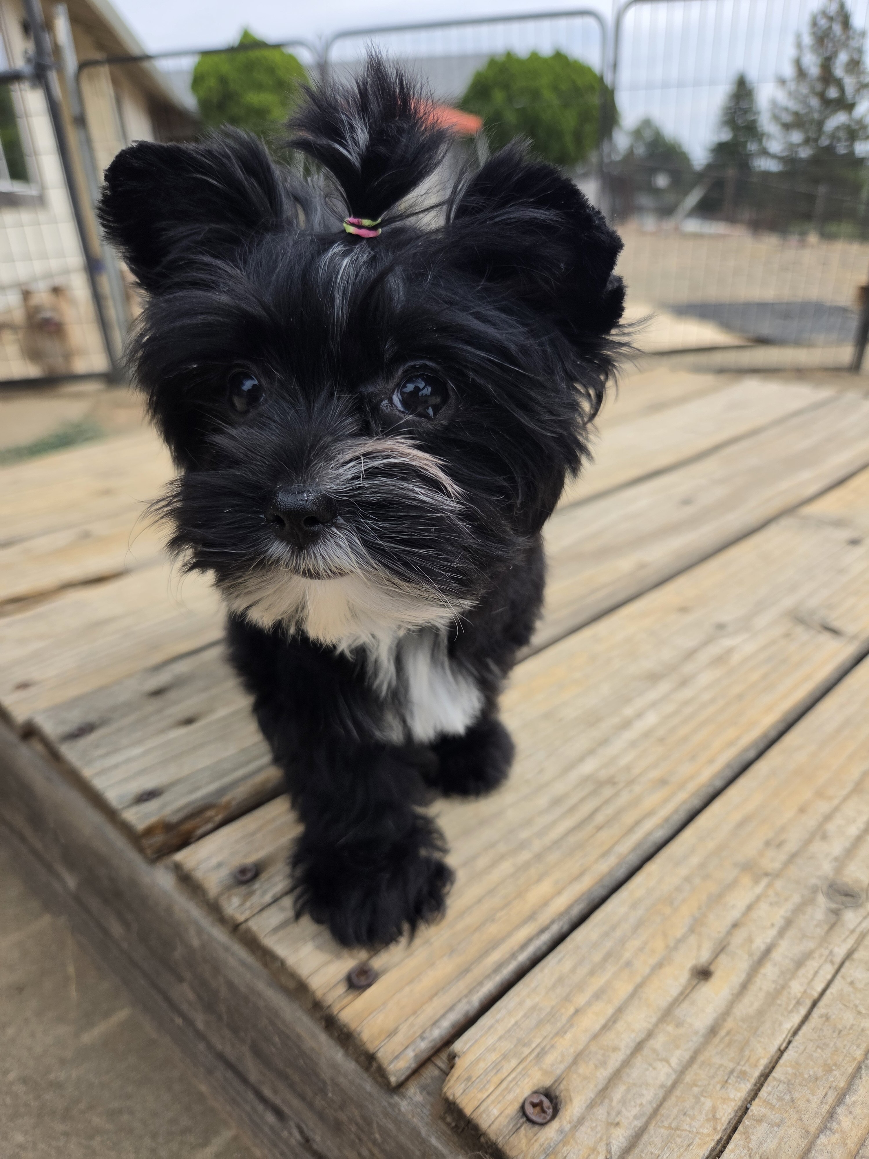 Kb black yorkie female image 4