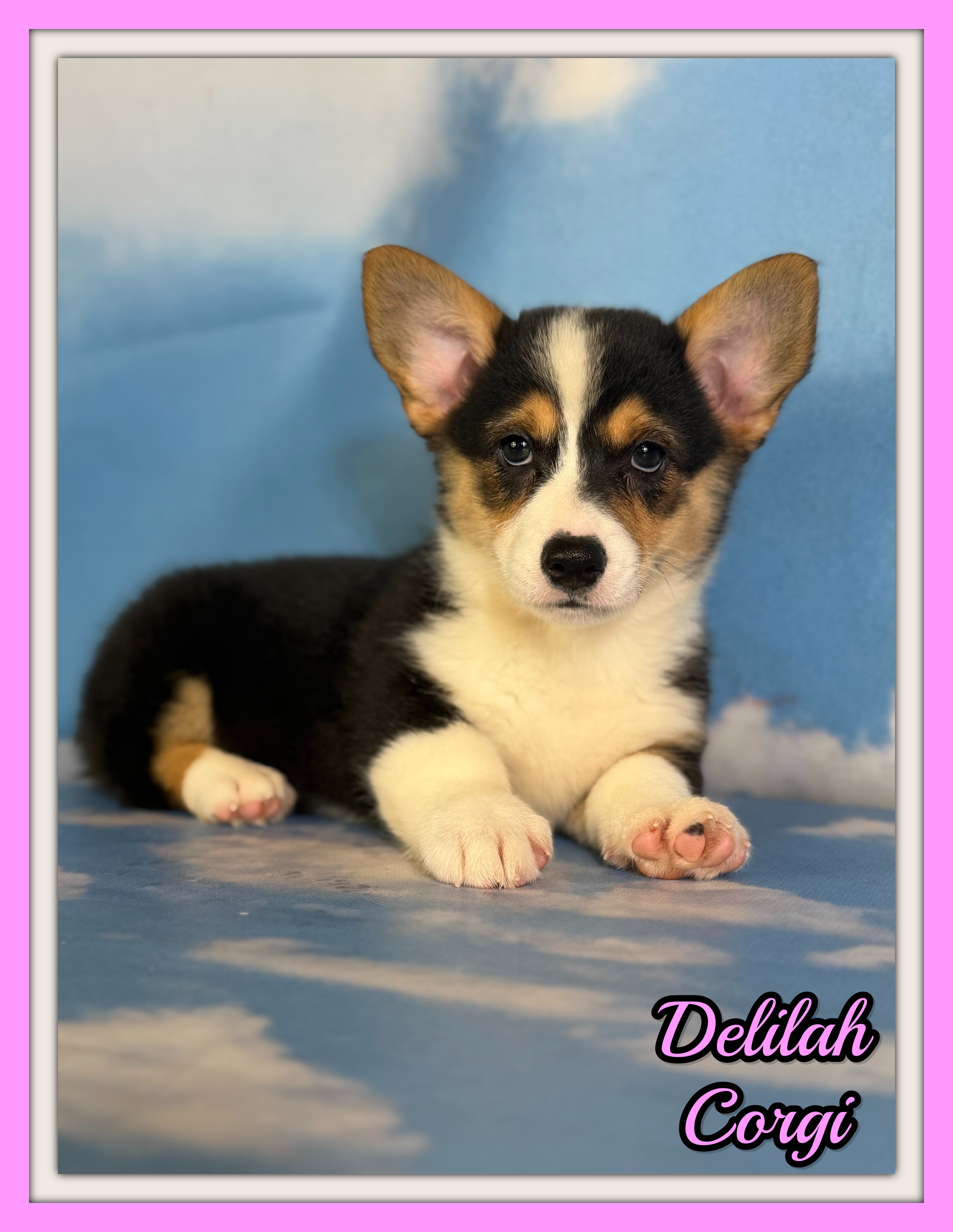 Delilah Female Corgi image 7