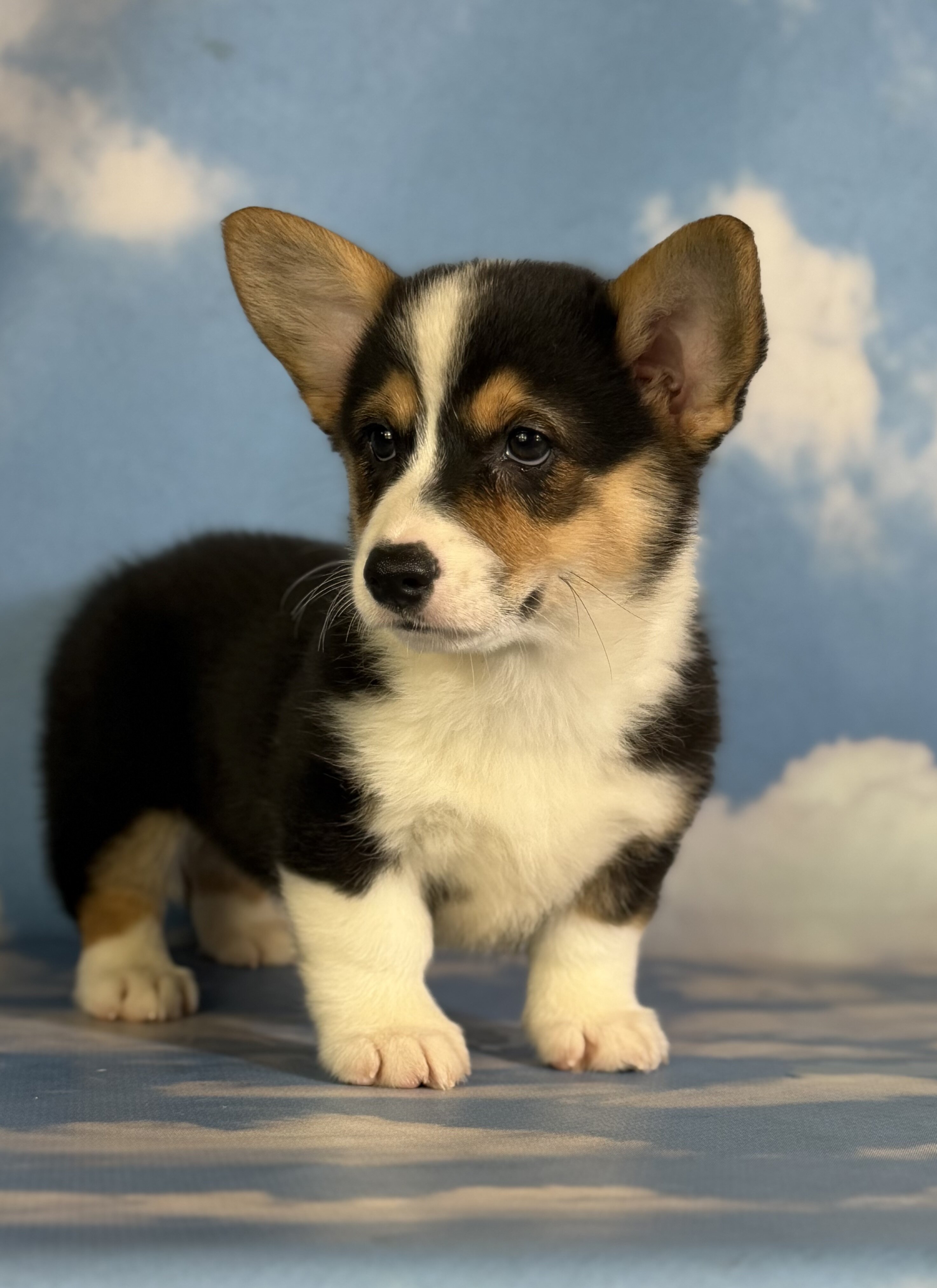 Delilah Female Corgi image 8
