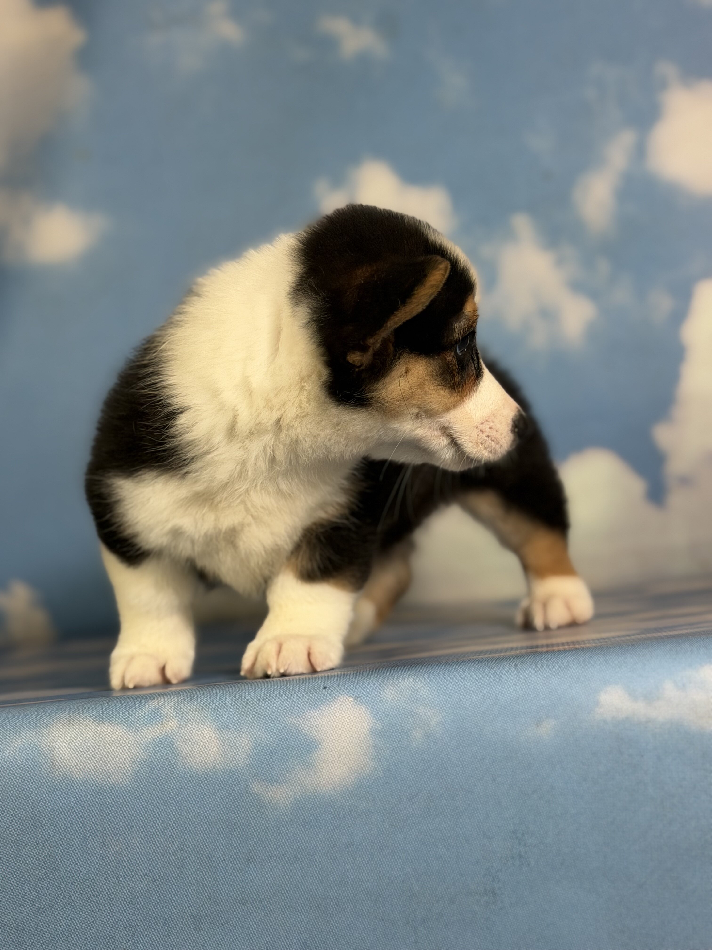 Delilah Female Corgi image 10