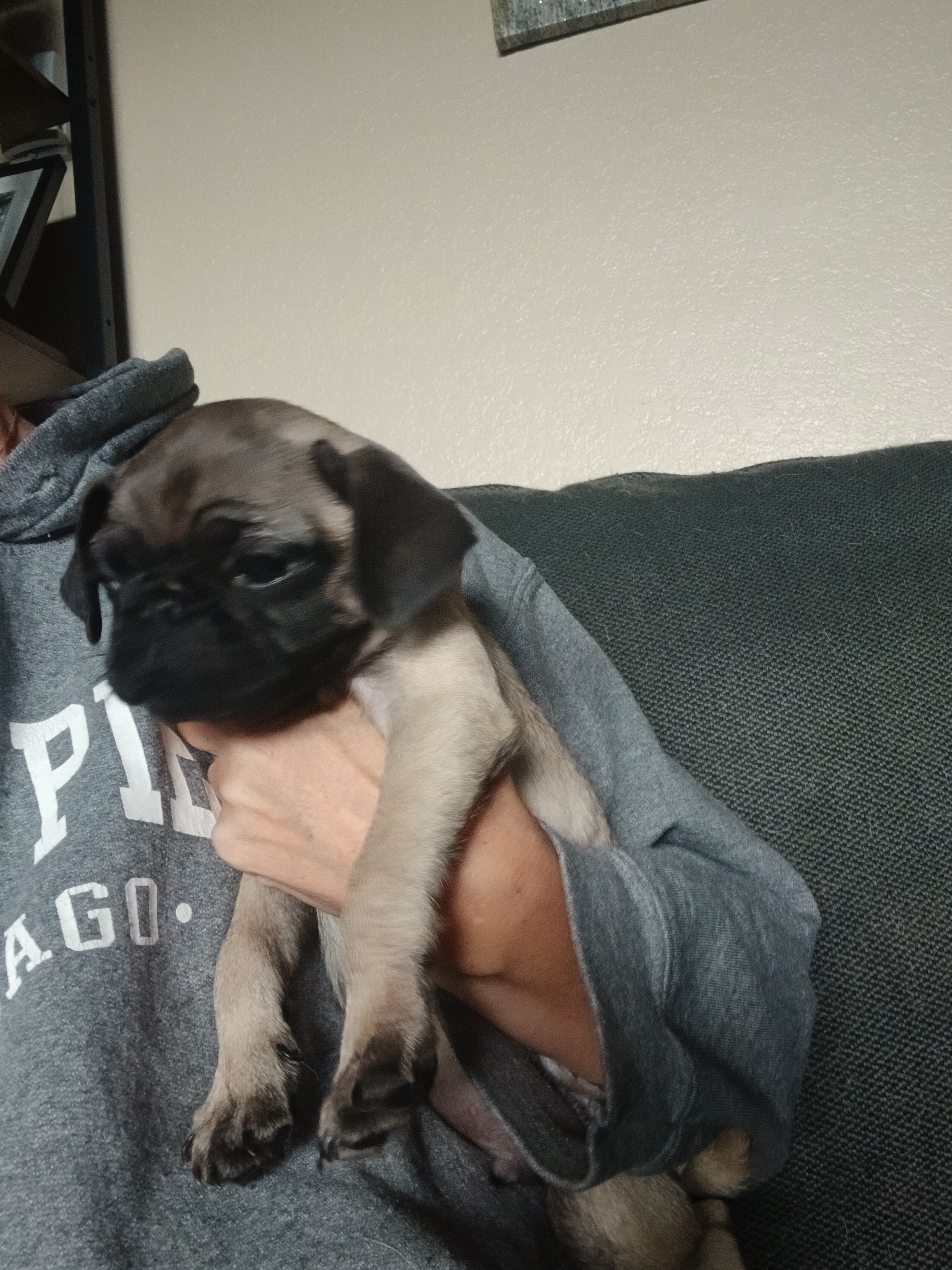 2 pug puppies!! image 6