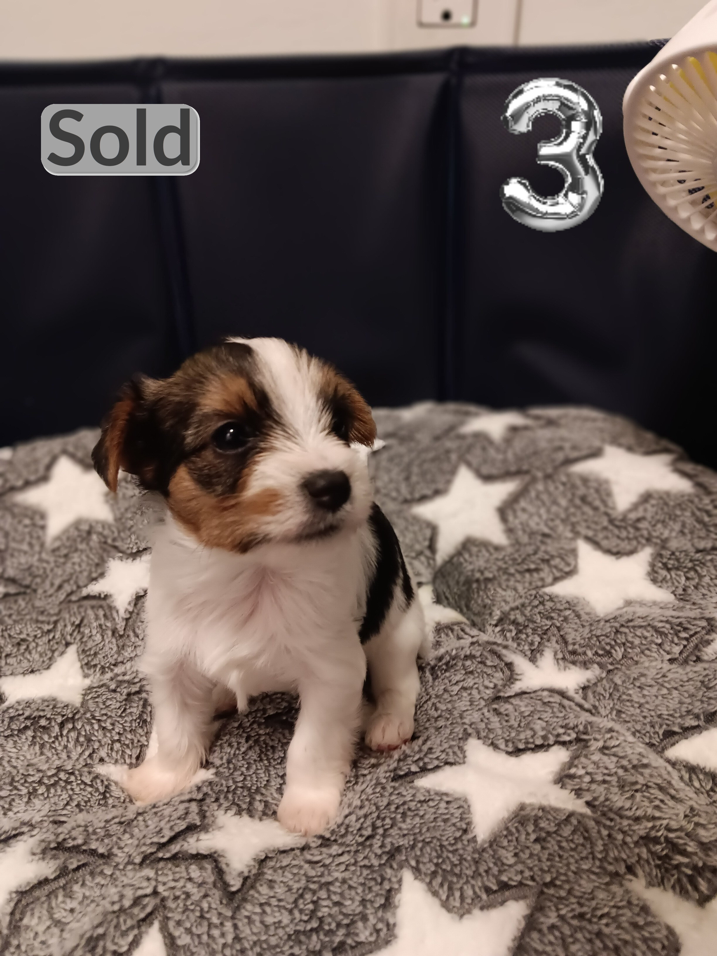 Parti-Biewer Yorkshire Terrier 3 female puppies image 10
